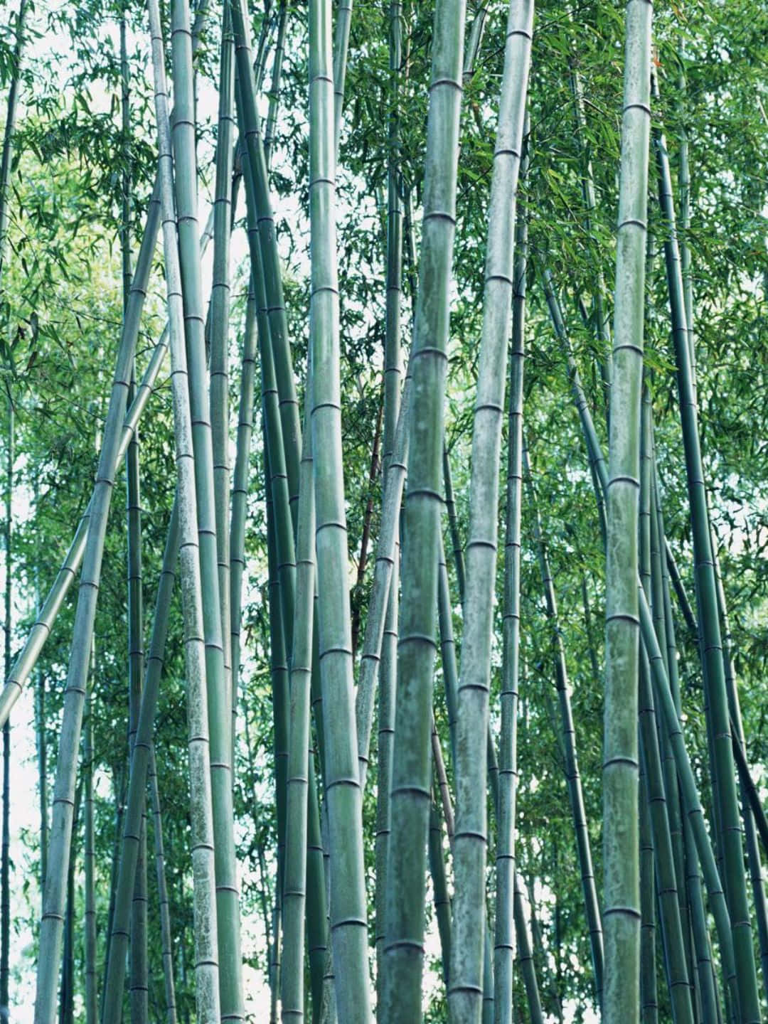 Bamboo Tree 桌布 壁紙 — 高聳的竹莖在茂密的森林樹冠中升起，斑駁的陽光透過茂密的綠葉灑落。