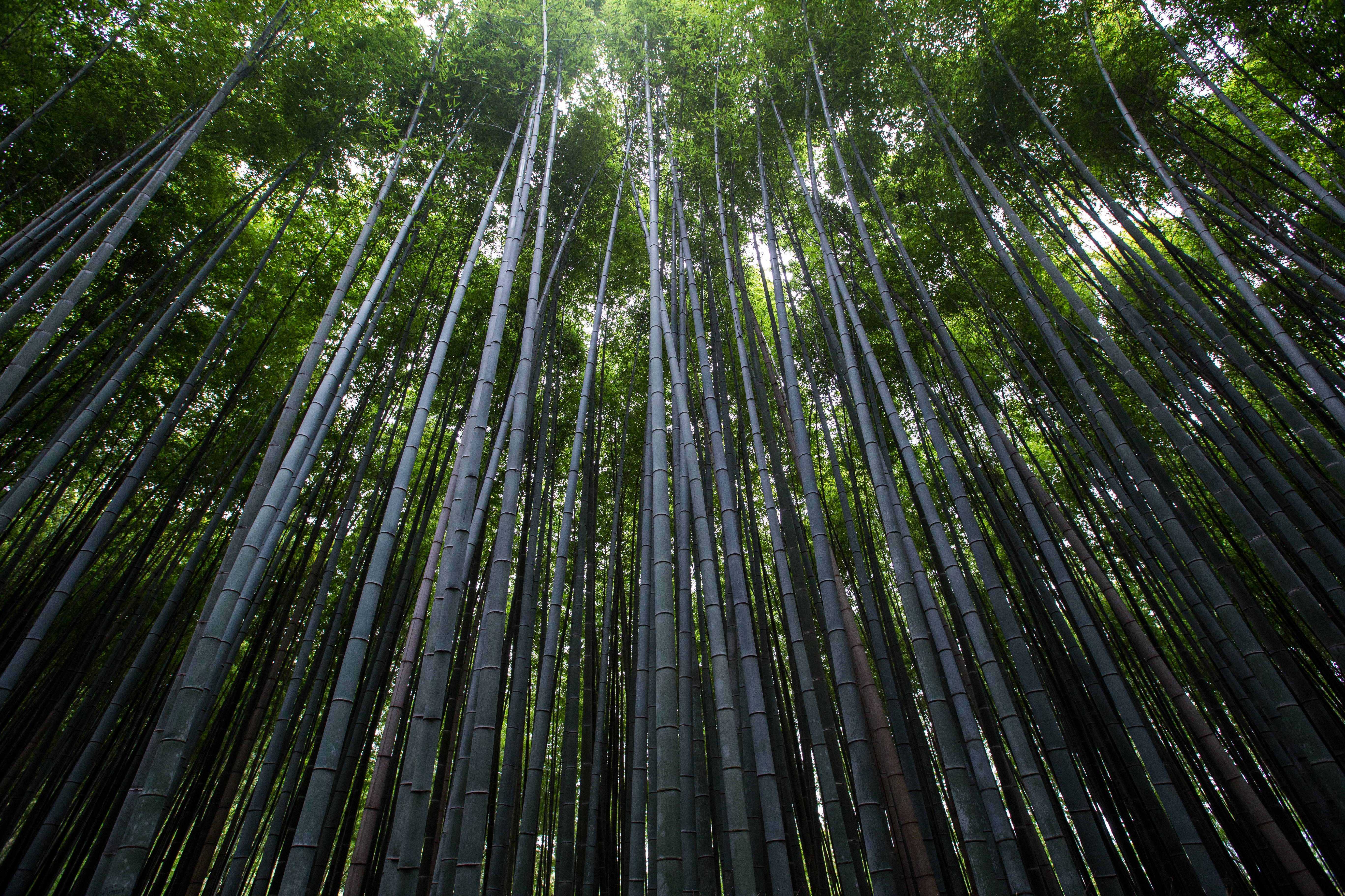 Bamboo 桌布 壁紙 — 高聳的竹莖在茂密的森林樹冠中向上伸展，過濾著斑駁的陽光。
