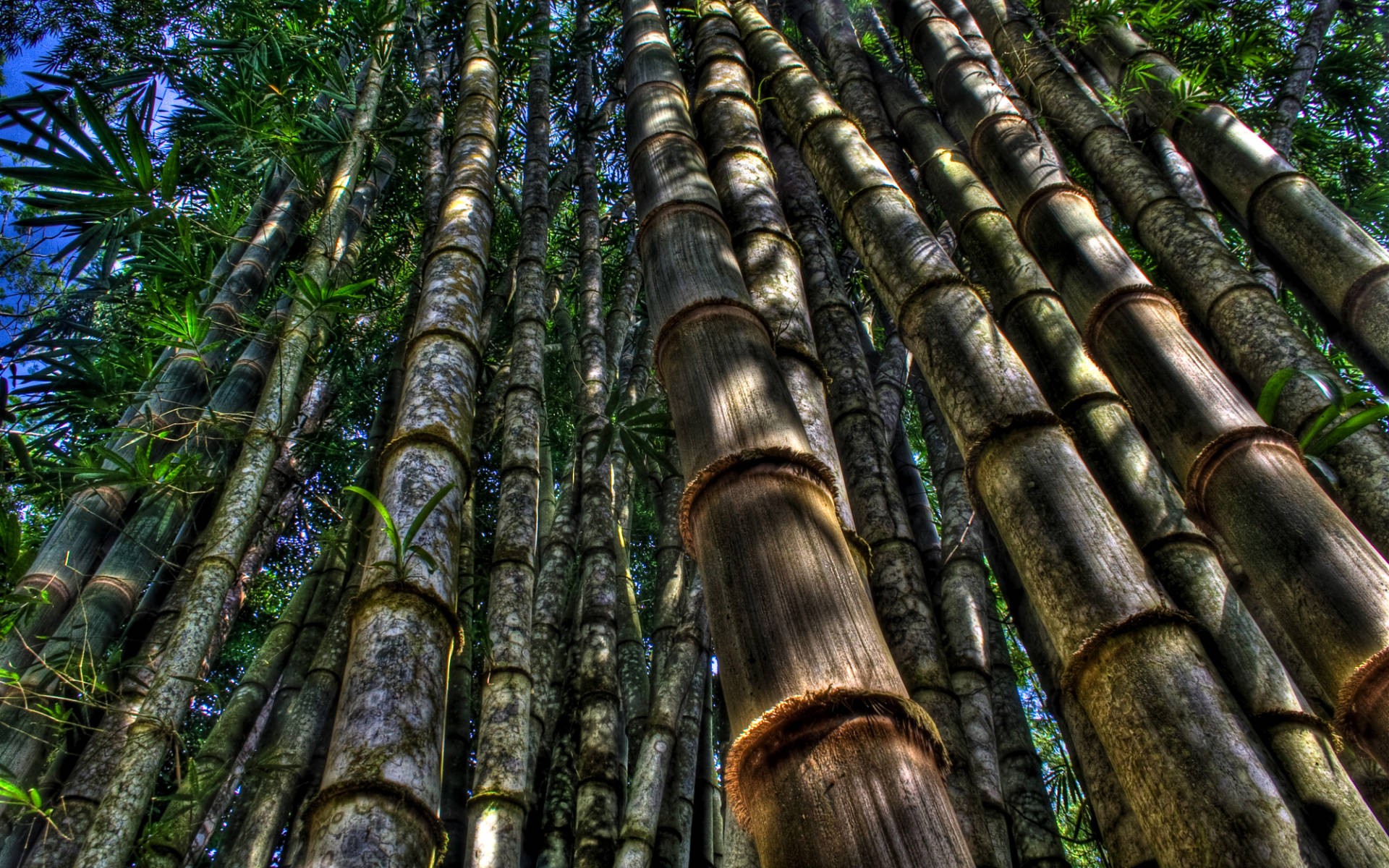 Bamboo HD 桌布 壁紙 — 高聳的竹莖在茂密的森林樹冠中向上生長，斑駁的陽光透過鮮綠的樹葉灑落。