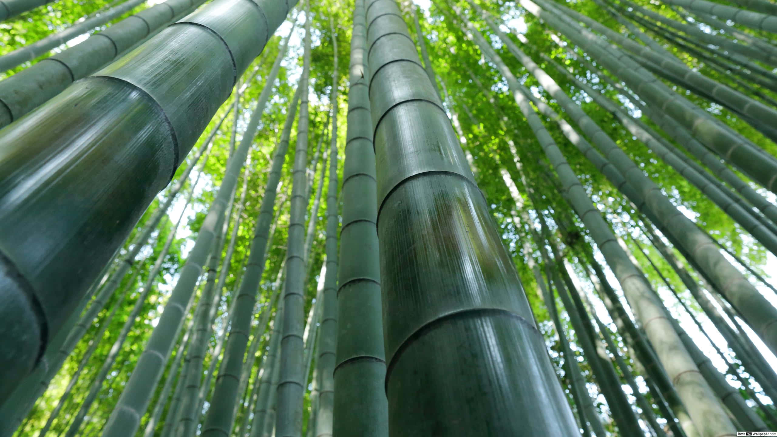 Green Bamboo 桌布 壁紙 — 高聳的竹莖在茂密的森林樹冠中向上伸展，過濾出斑駁的陽光。