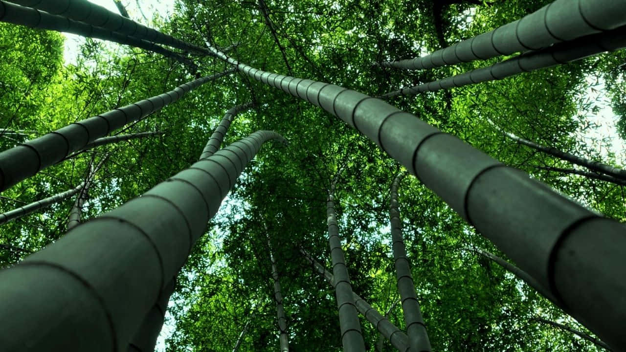 720p Bamboo 桌布 壁紙 — 高聳的竹莖在茂密的森林樹冠中向上生長，過濾著斑駁的陽光。