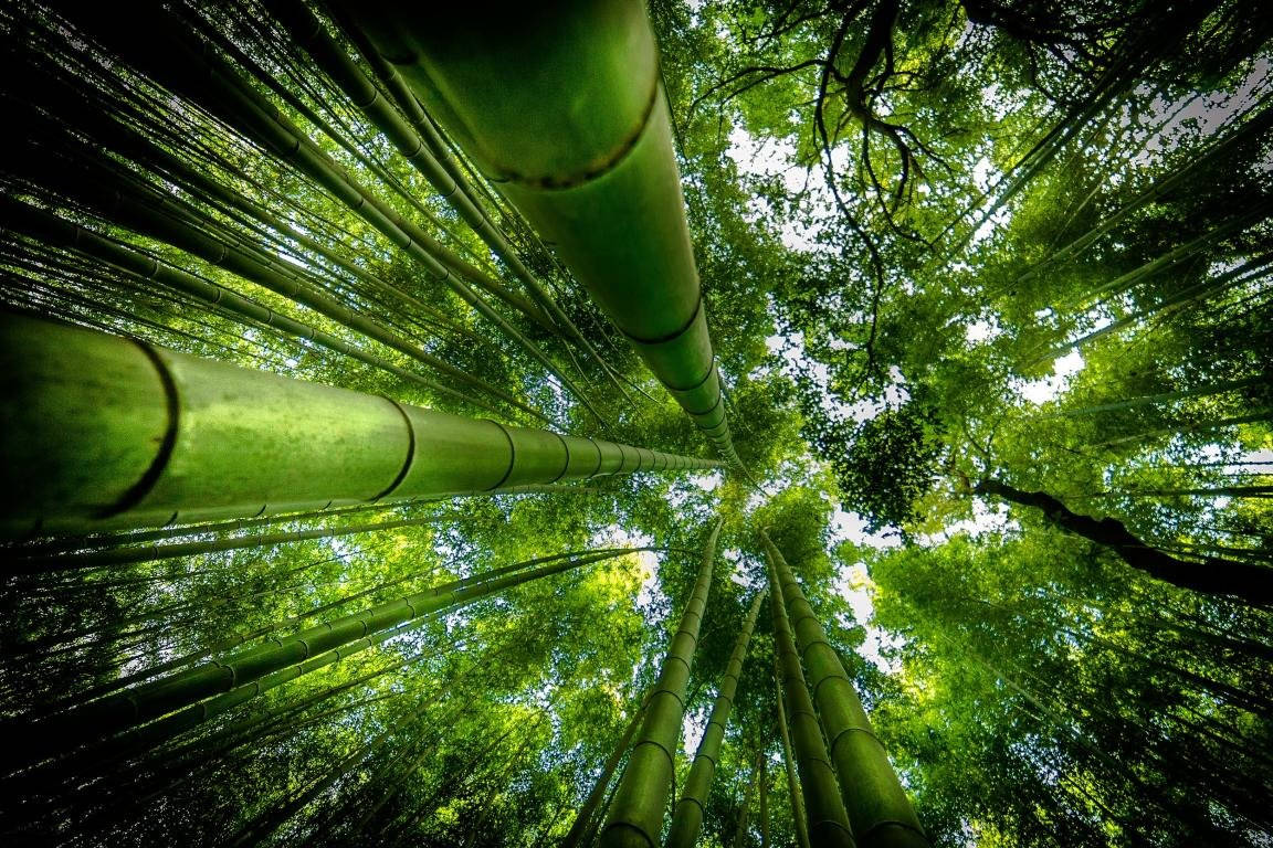 森林 桌布 壁紙 — 高聳的竹莖在茂密的森林樹冠中向上伸展，過濾著明亮的陽光。