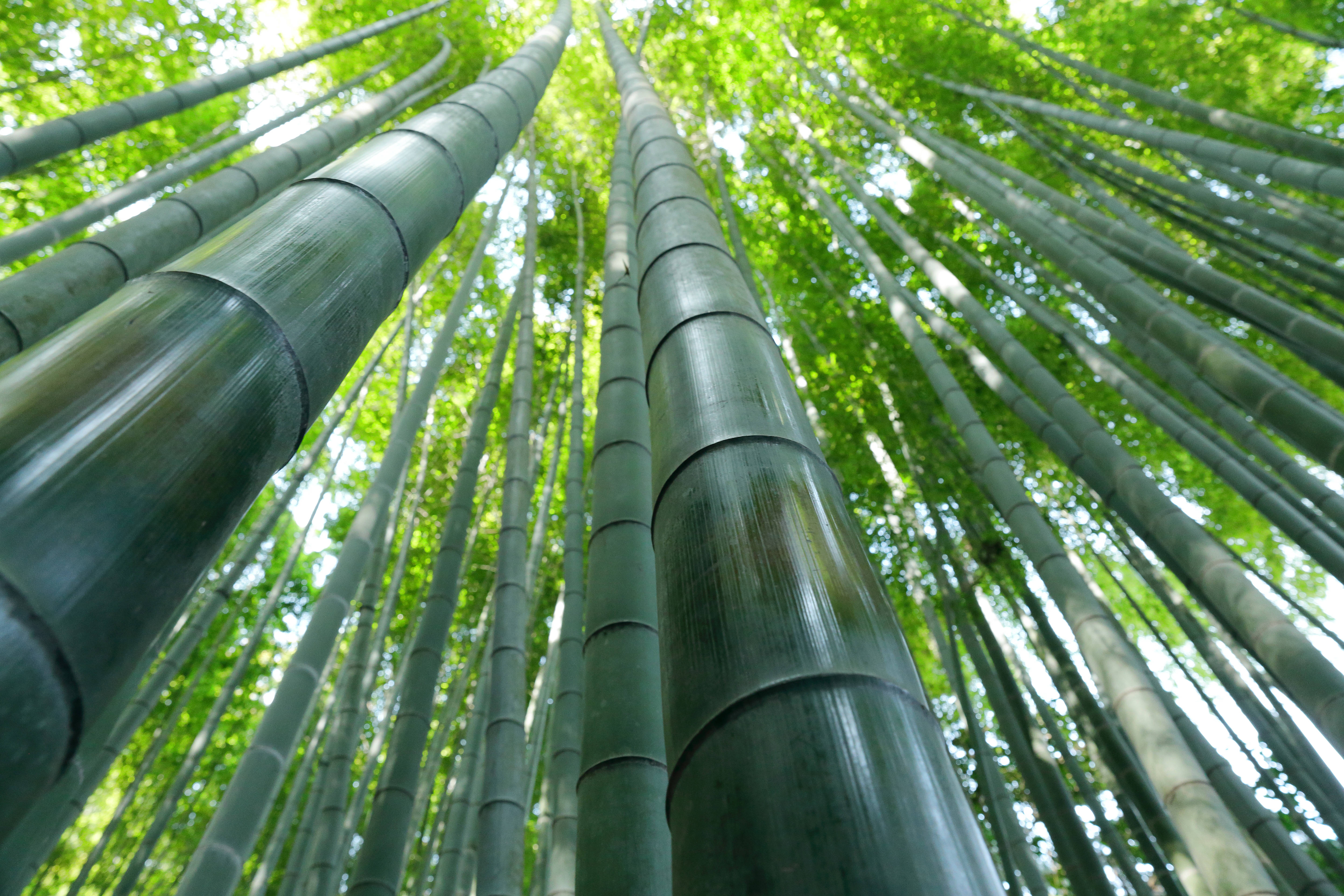 Bamboo 桌布 壁紙 — 高聳的竹莖在茂密的森林樹冠中向天空升起，過濾出明亮的綠色陽光。