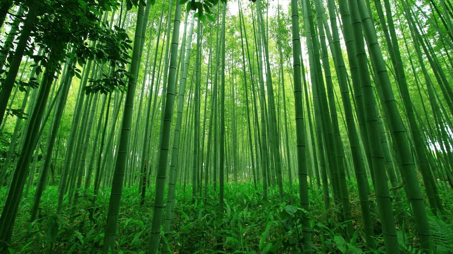 Bamboo Forest HD 桌布 壁紙 — 高聳的竹莖在茂密的翡翠色森林樹冠中向上伸展，過濾著柔和的日光。