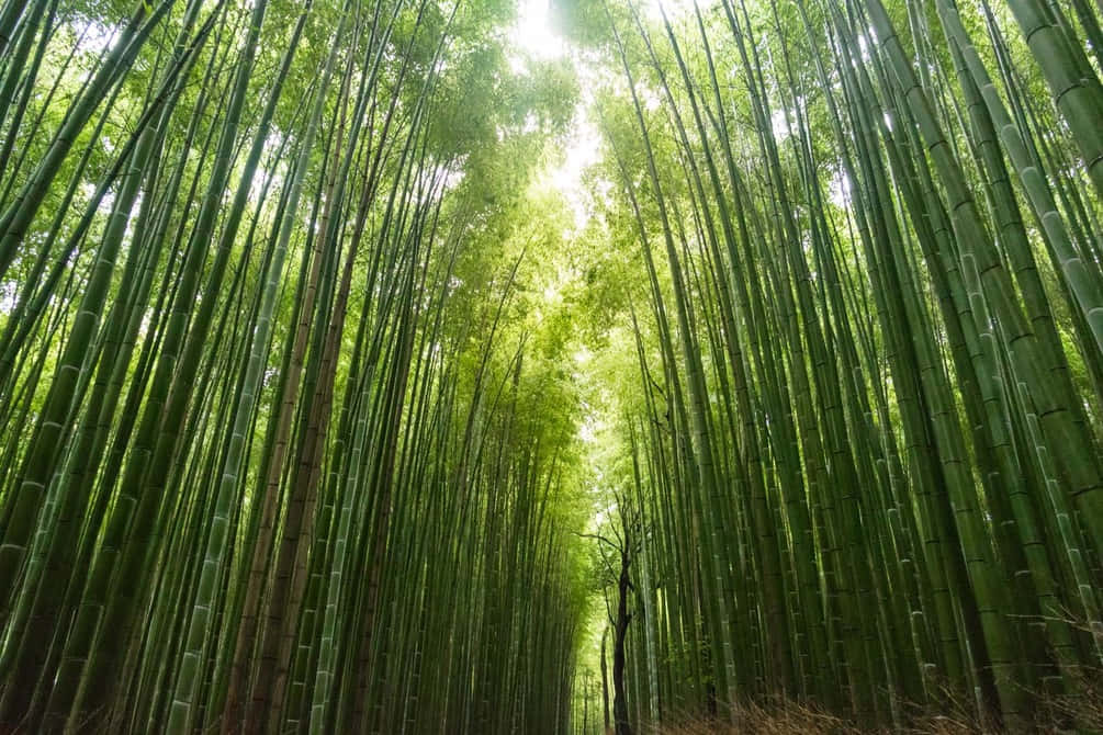 Chinese Bamboo 桌布 壁紙 — 高聳的竹莖形成一個大教堂般的樹冠，在寧靜的森林中過濾金色的陽光。