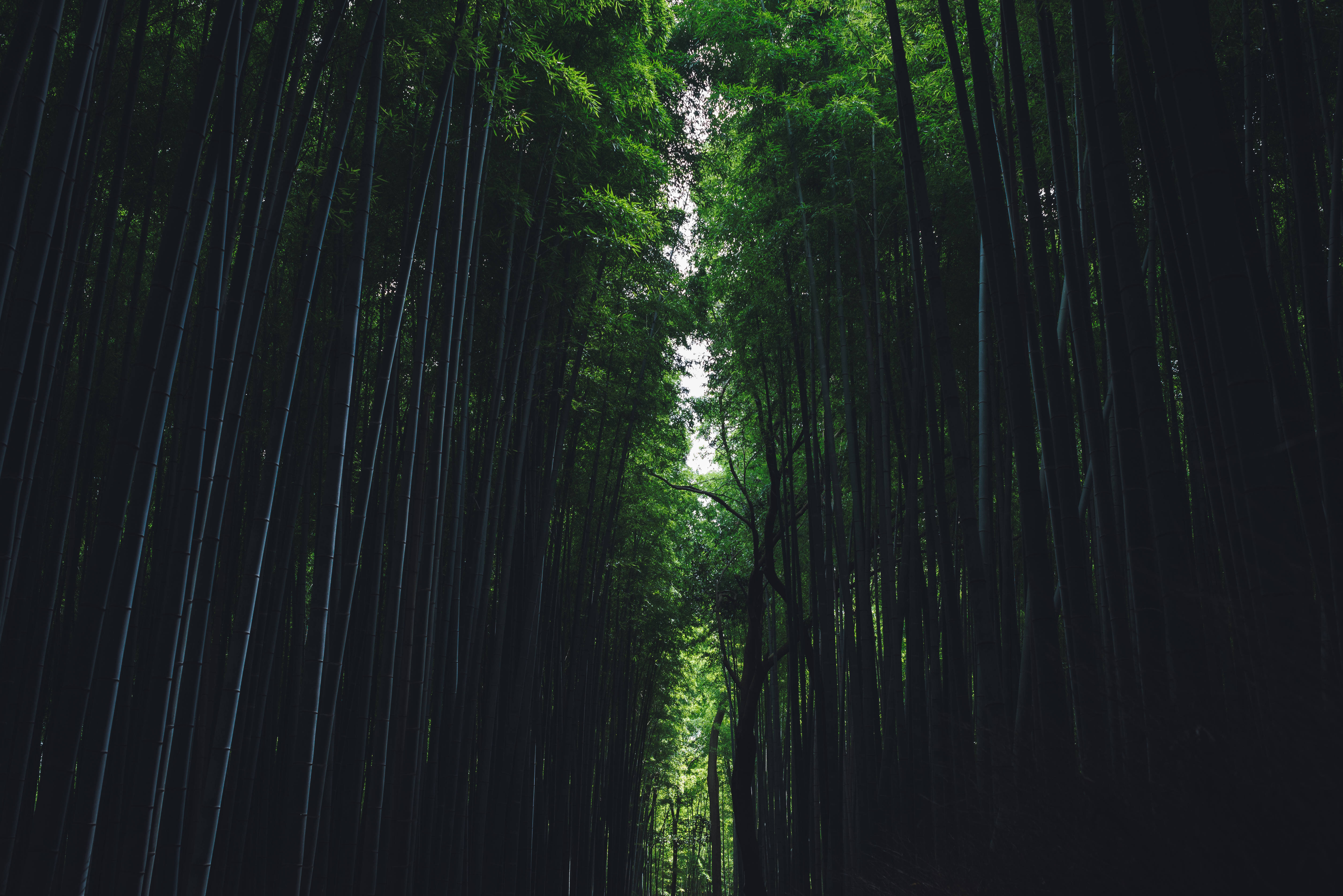 竹子 桌布 壁紙 — 高聳的竹莖形成一個深綠色的大教堂，框住上方明亮的天空。