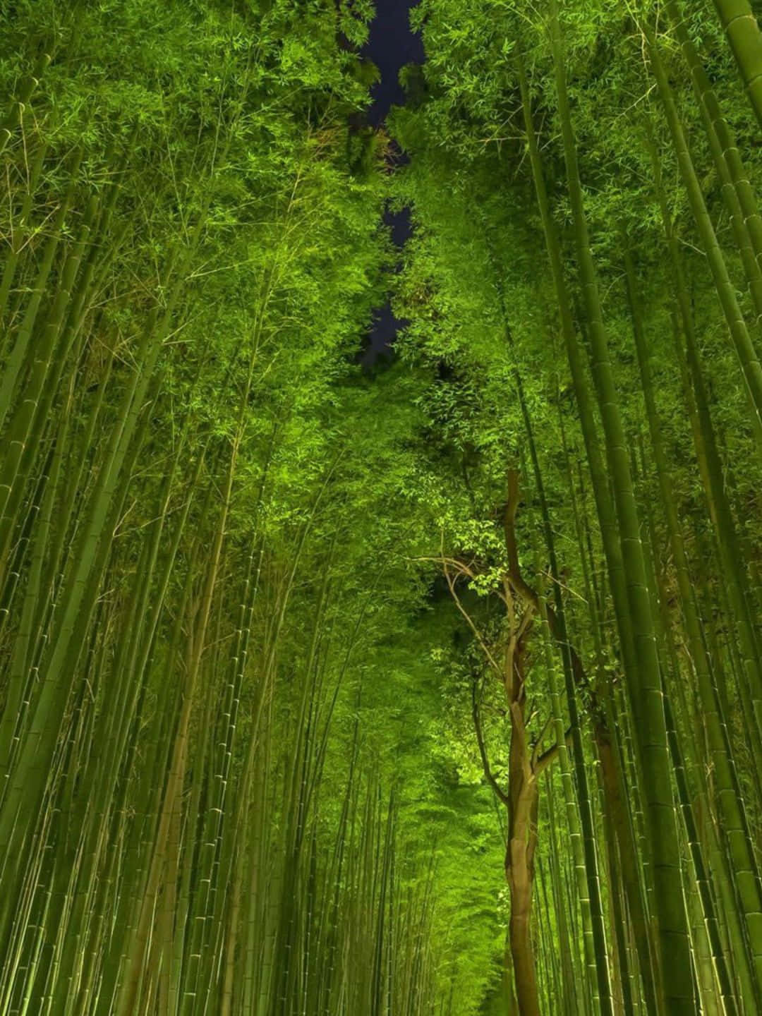 Bamboo Tree 桌布 壁紙 — 高聳的竹莖形成一個翠綠的大教堂，在頭頂拱起，上方有一道狹窄的天空裂縫。