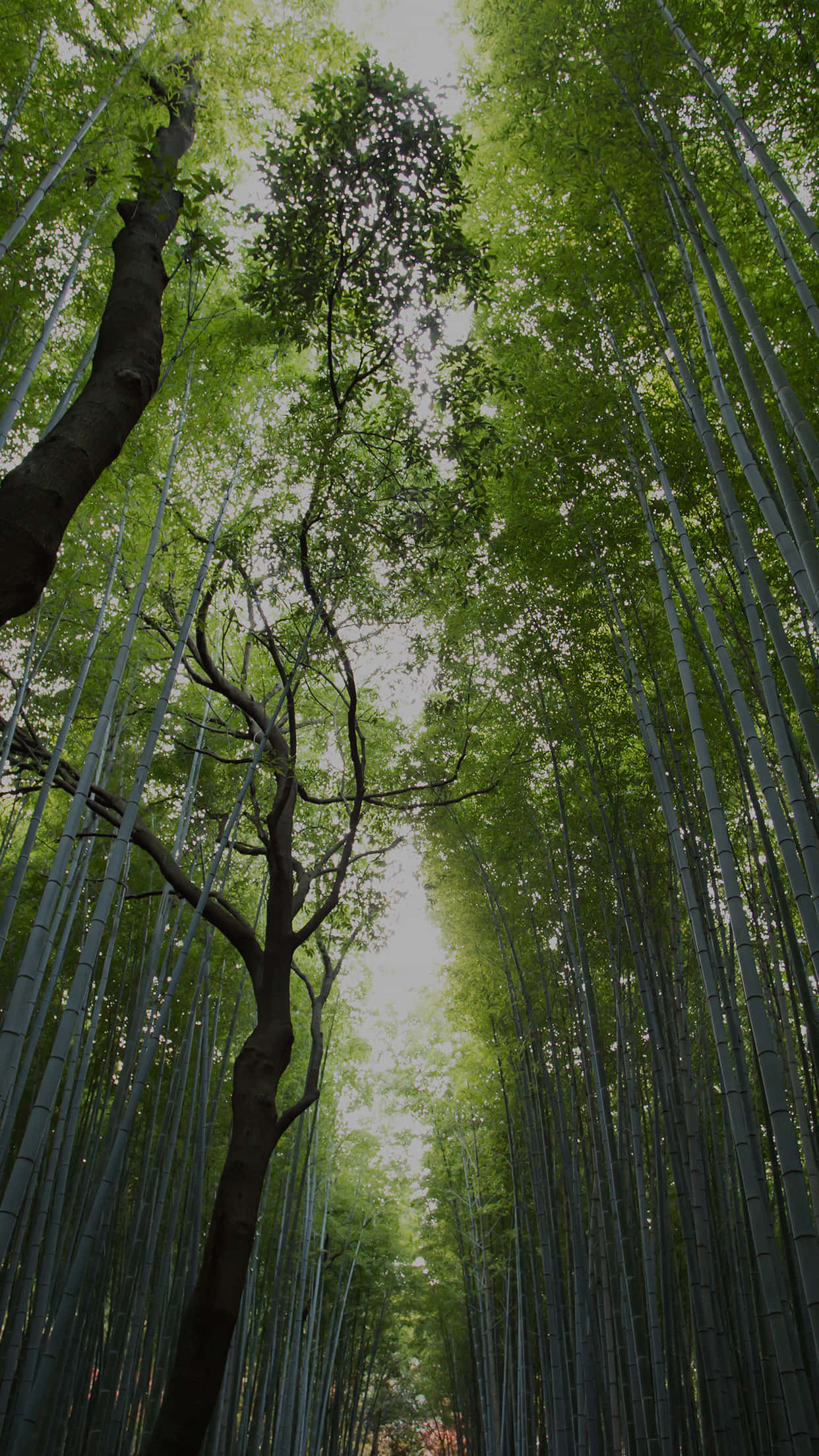 Trees iPhone 桌布 壁紙 — 高聳的竹莖形成一座翠綠的大教堂，拱向柔和天空，由一棵孤獨的彎曲樹木框住。
