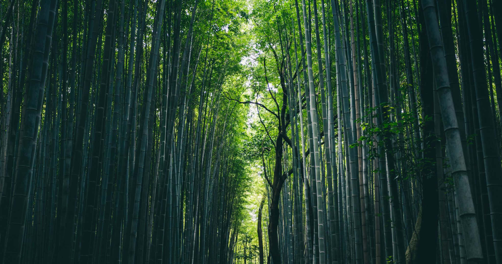 2048x1080 桌布 壁紙 — 高聳的竹莖形成茂密的綠色樹冠，在寧靜的森林中過濾陽光。