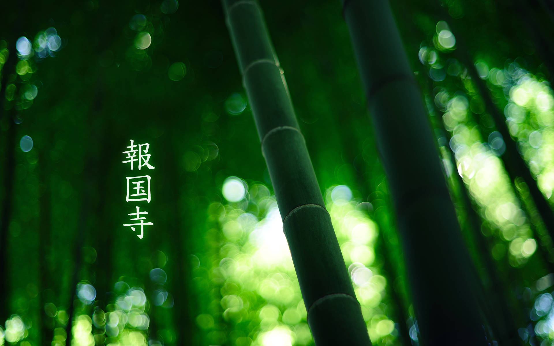 Bamboo HD 桌布 壁紙 — 高聳的竹莖穿過茂密的綠色森林，柔和的光暈穿過樹冠。