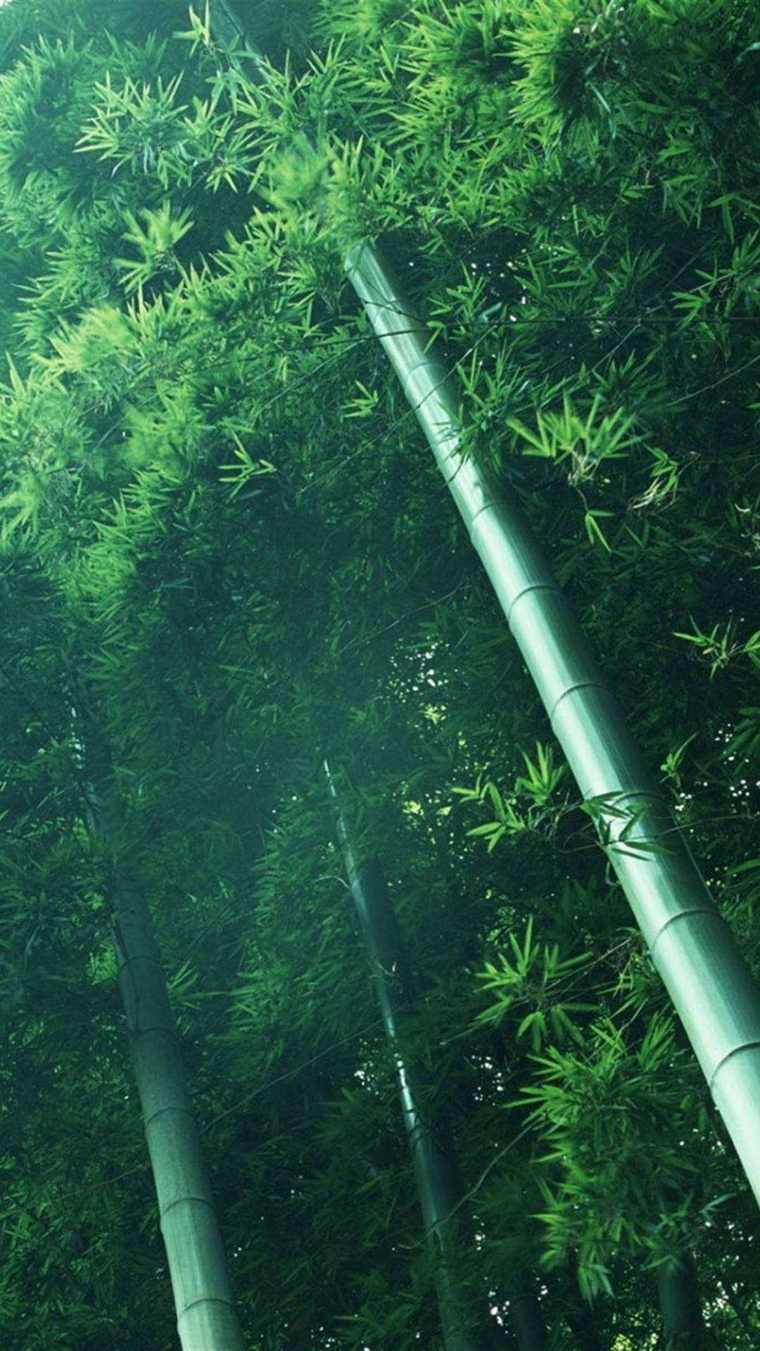樹木 桌布 壁紙 — 高聳的竹莖穿過茂密的翠綠樹冠，在霧氣瀰漫的森林中向上生長。