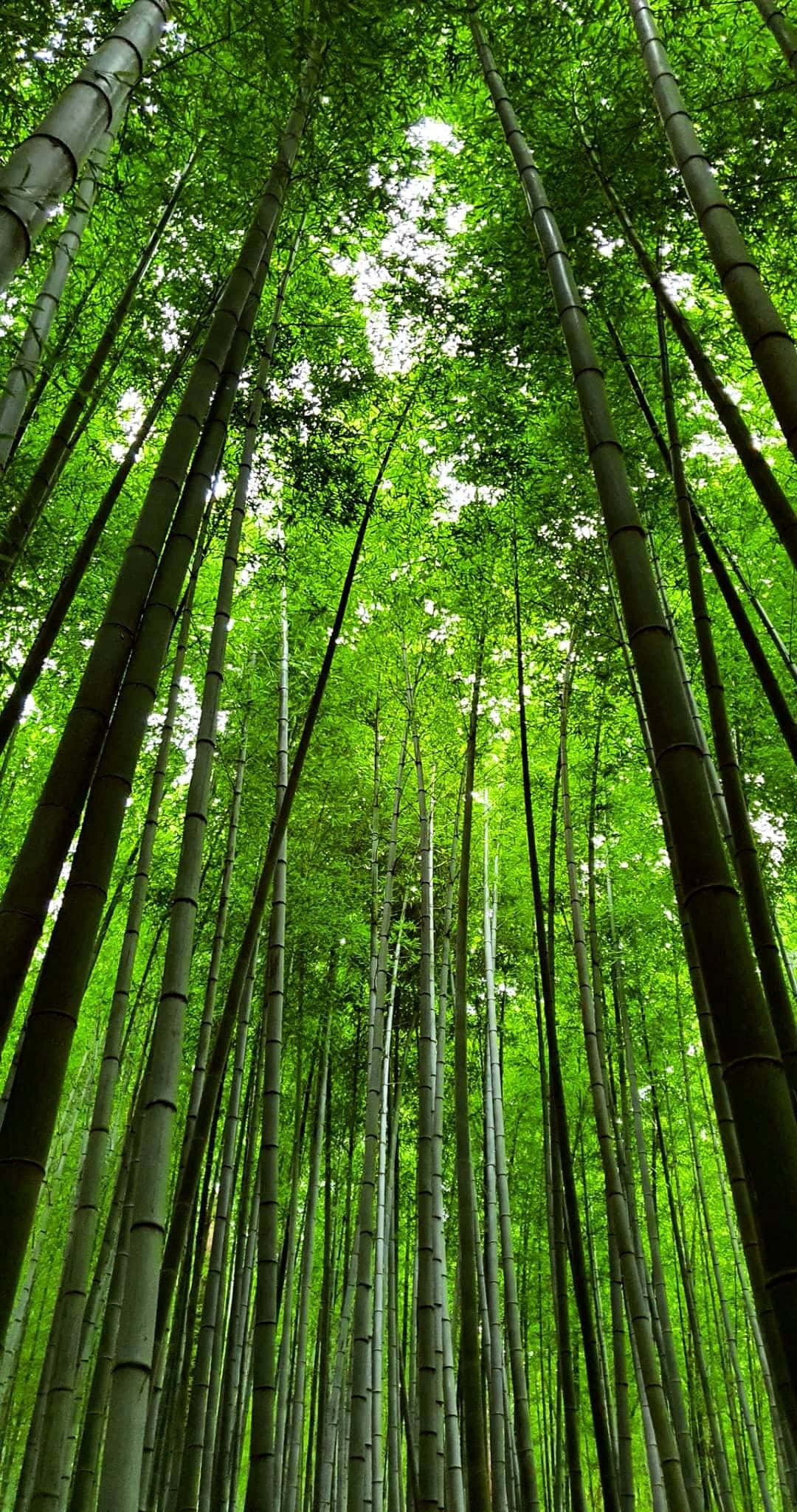 Bamboo Phone 桌布 壁紙 — 高聳的竹莖穿過茂密的翠綠葉片構成的樹冠，向上伸展，過濾著陽光。