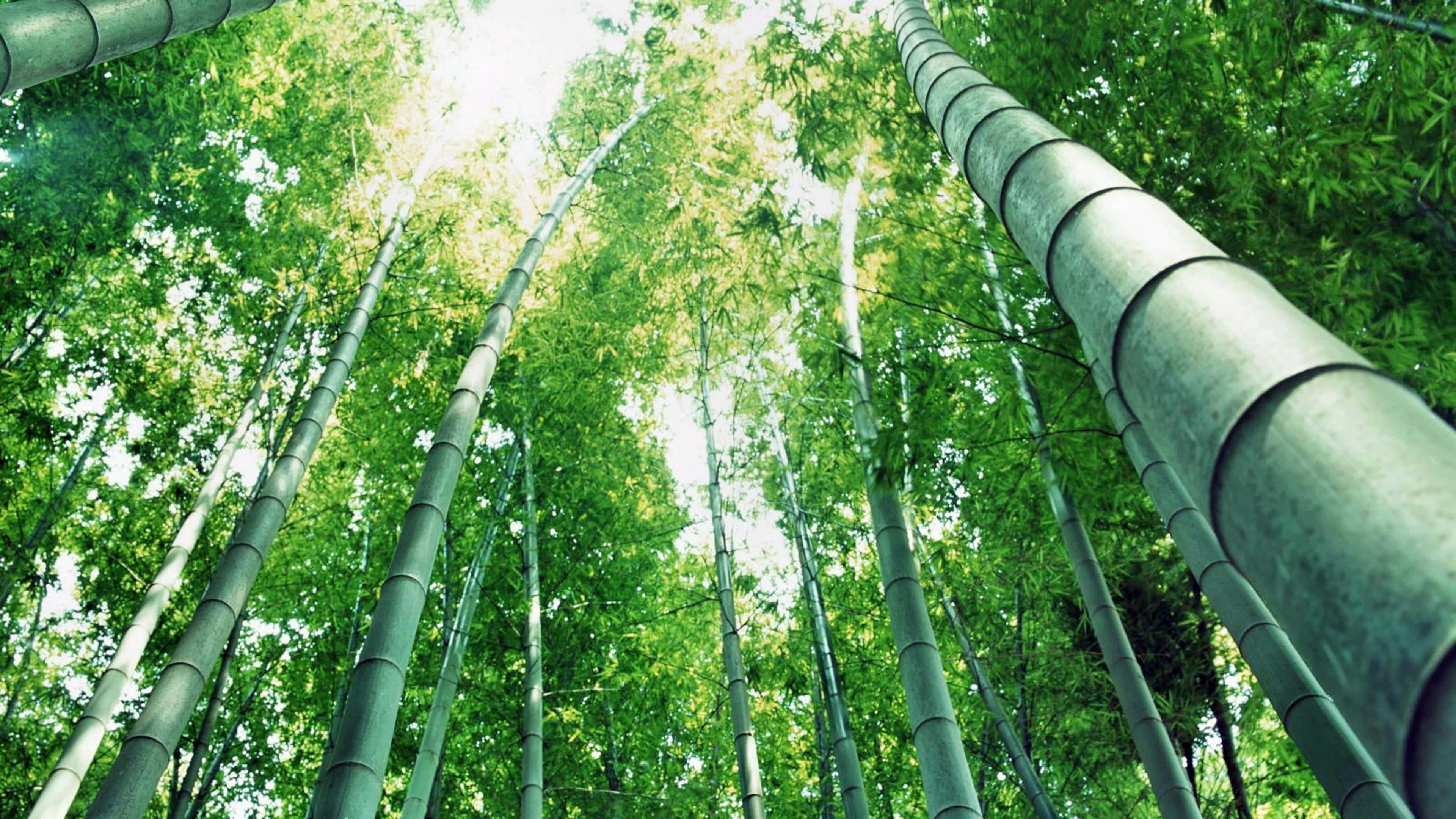 Chinese Bamboo 桌布 壁紙 — 高聳的竹莖穿過茂密的鮮綠色樹冠，伸向明亮的天空。