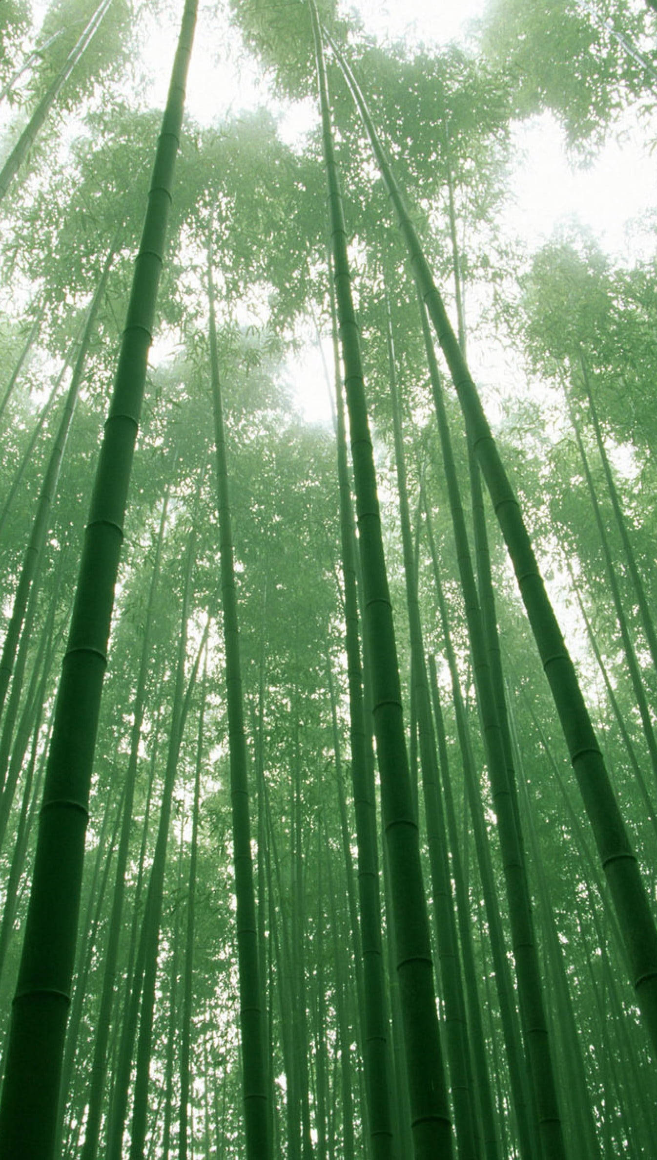 Forest iPhone 桌布 壁紙 — 高聳的竹莖穿過迷濛的綠色森林樹冠，伸向柔和擴散的天空。
