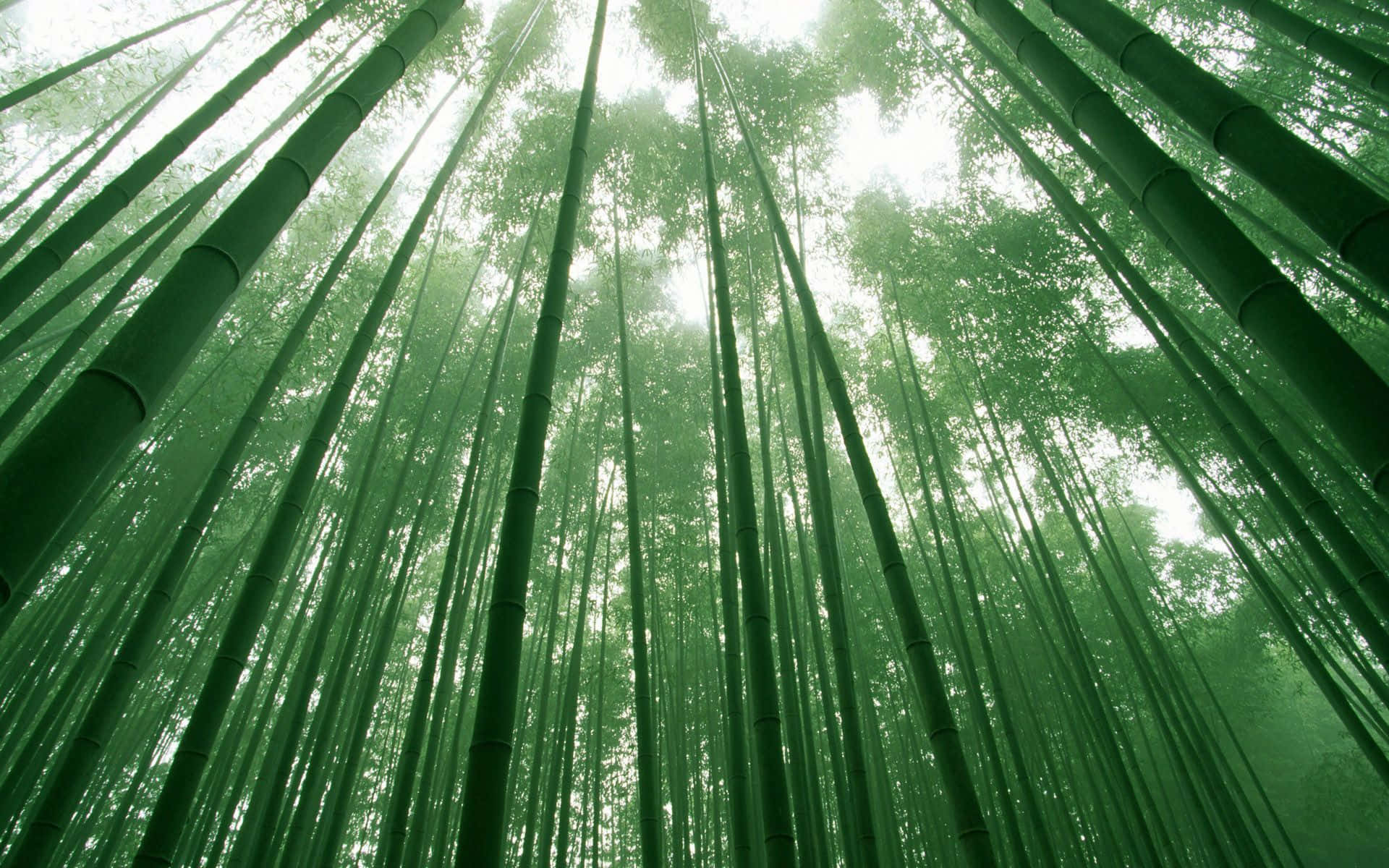 竹子 桌布 壁紙 — 高聳的竹莖穿過霧氣瀰漫的森林樹冠向上伸展，過濾出柔和的天光。