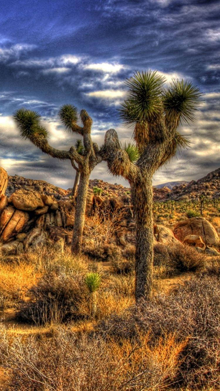 Joshua Tree National Park 桌布 壁紙 — 高聳的約書亞樹在崎嶇的沙漠景觀中，堅韌地矗立在戲劇性的天空下。