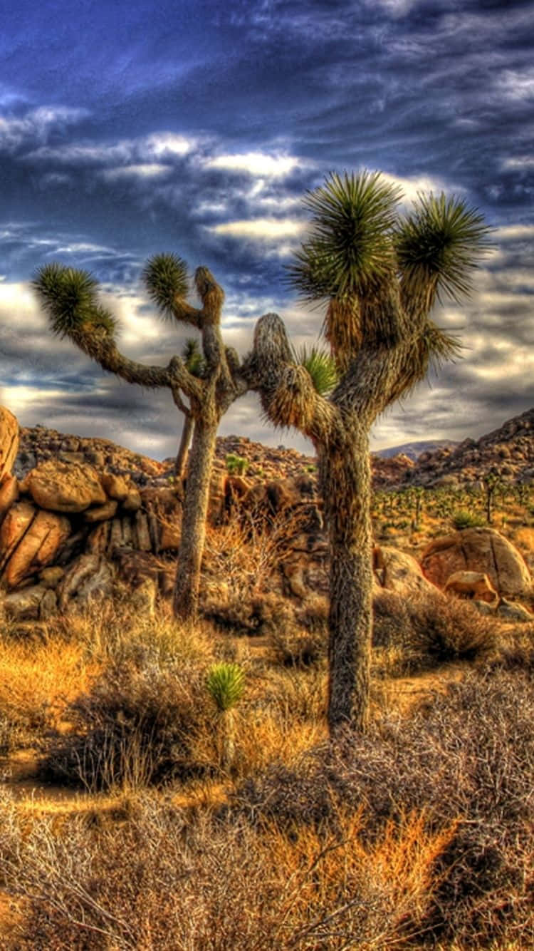 Cactus 桌布 壁紙 — 高聳的約書亞樹在崎嶇的沙漠景觀中，堅韌地矗立在戲劇性的天空下。