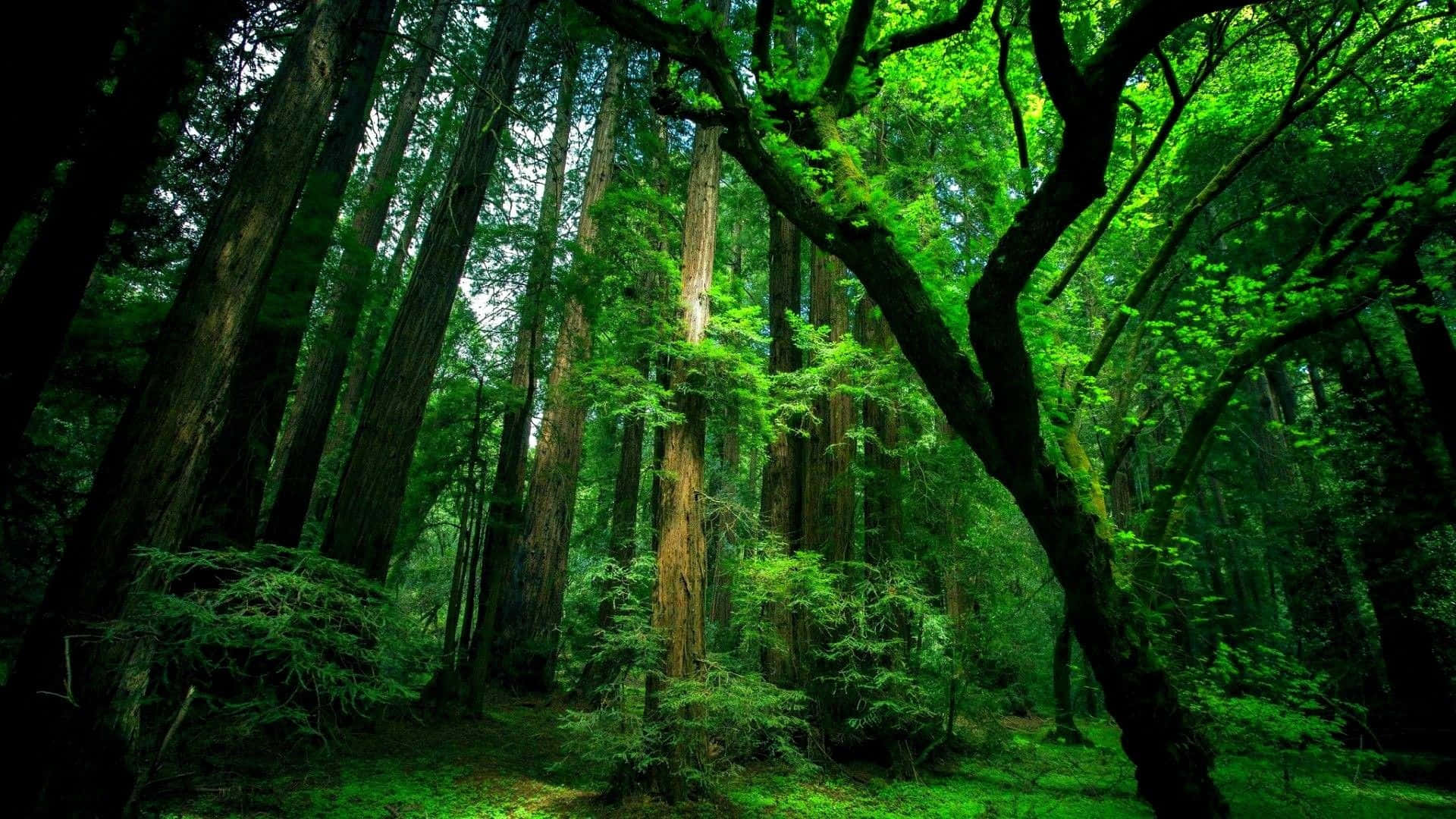 trees 桌布 壁紙 — 高聳的紅杉樹，樹幹長滿苔蘚，樹冠翠綠，在斑駁的陽光下營造出寧靜的森林大教堂。