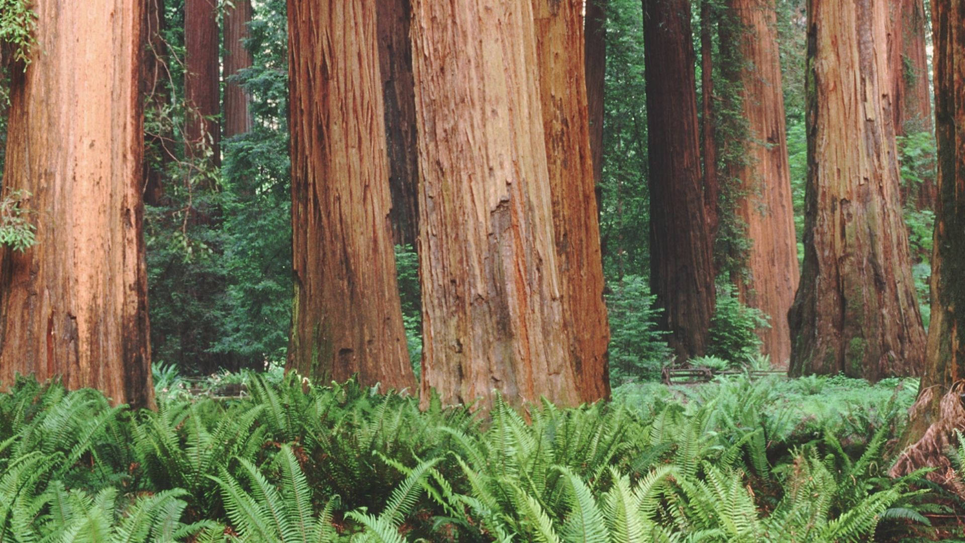 Redwood 桌布 壁紙 — 高聳的紅杉樹，樹皮紋理分明，在寧靜的森林中聳立在茂密的綠色蕨類地毯之上。