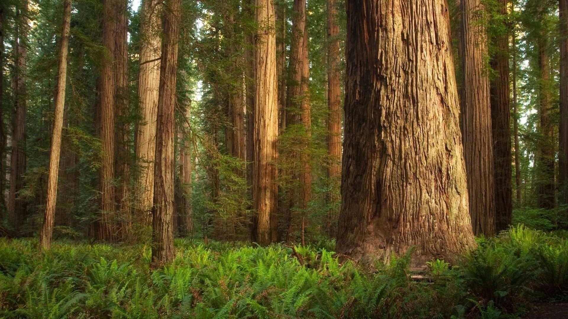 Redwood 桌布 壁紙 — 高聳的紅杉樹，樹皮紋理分明，矗立在陽光普照的森林地面上，覆蓋著茂密的綠色蕨類植物。