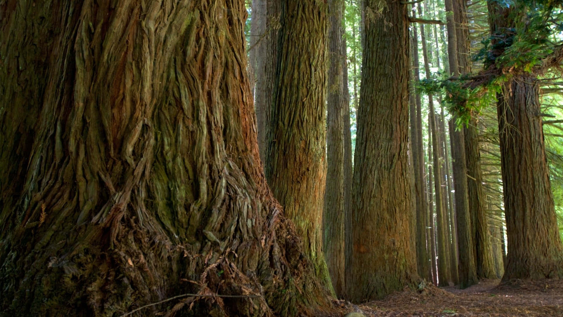 Redwood Trees 桌布 壁紙 — 高聳的紅杉樹，樹皮紋理分明，矗立在陽光斑駁的茂密森林中。