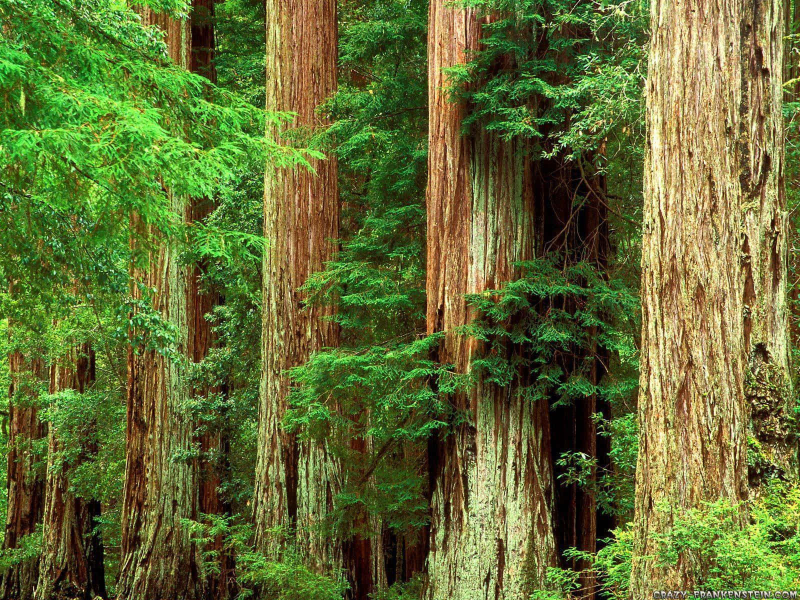 Redwood Trees 桌布 壁紙 — 高聳的紅杉樹，樹皮紋理分明，綠葉茂盛，形成雄偉的森林樹冠。