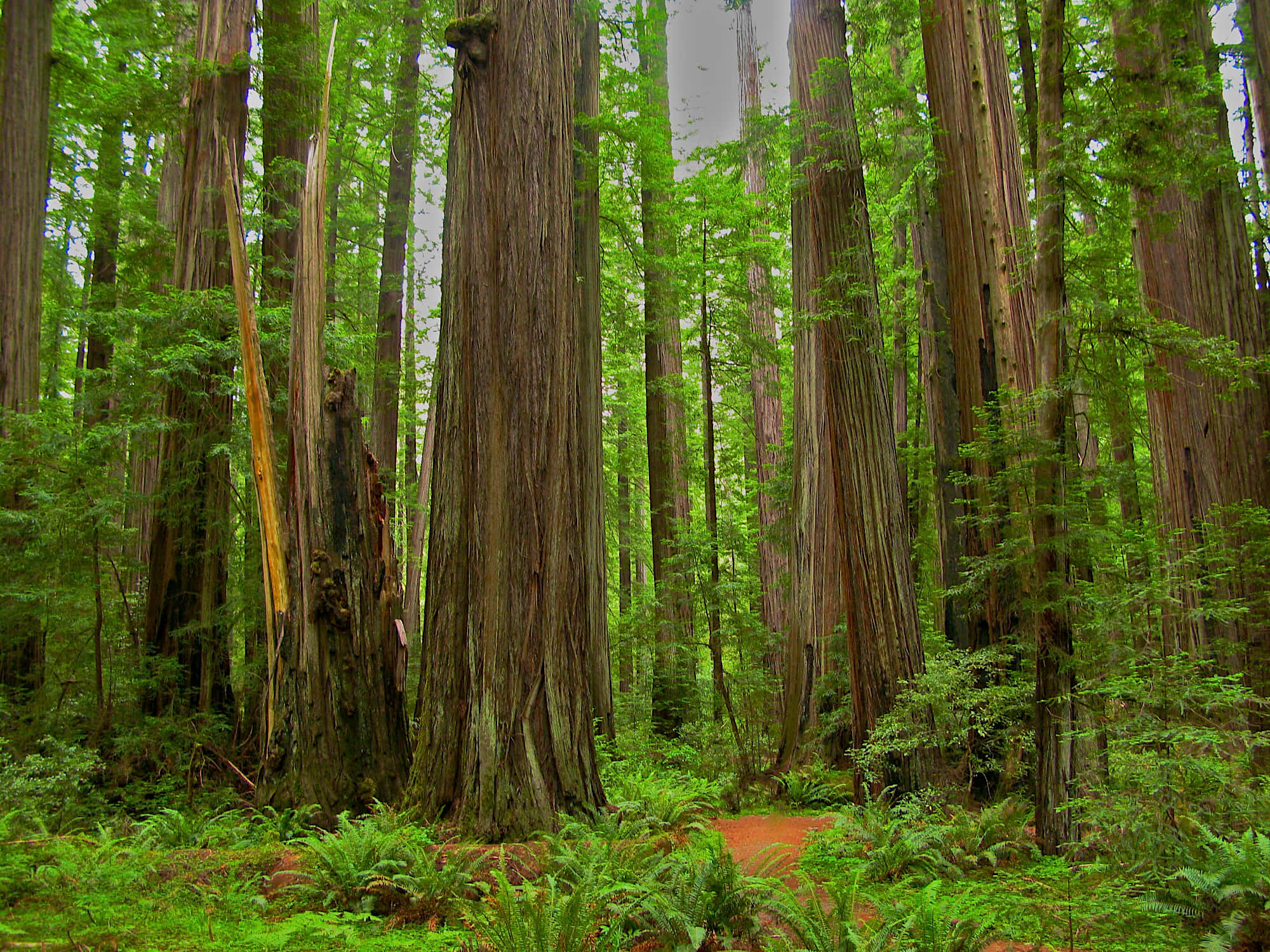 Redwood Trees 桌布 壁紙 — 高聳的紅杉樹，樹皮紋理分明，聳立在長滿蕨類植物和斑駁陽光的茂密綠色森林地面上。