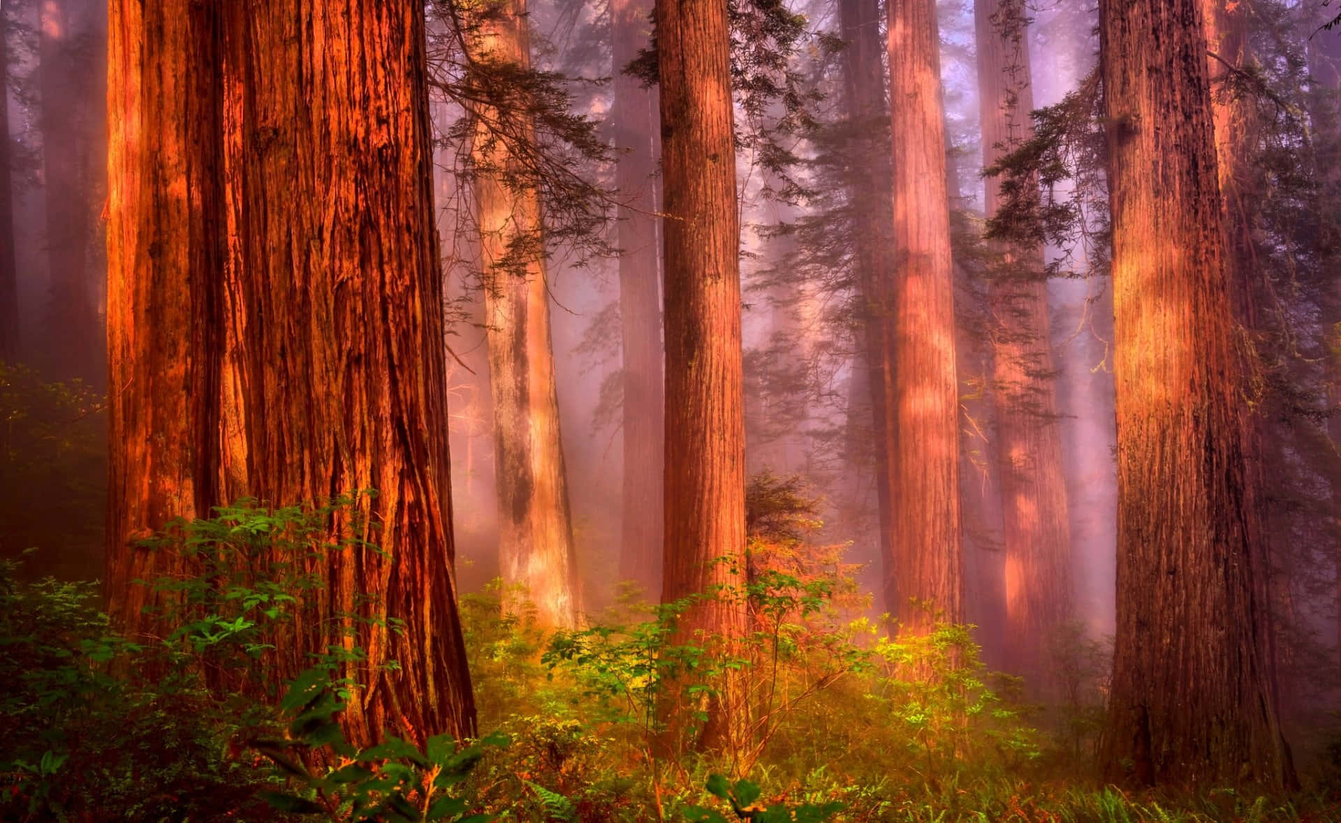 Redwood Trees 桌布 壁紙 — 高聳的紅杉樹在溫暖的光芒中閃耀，薄霧飄過它們古老的樹幹和茂密的綠色灌木叢。