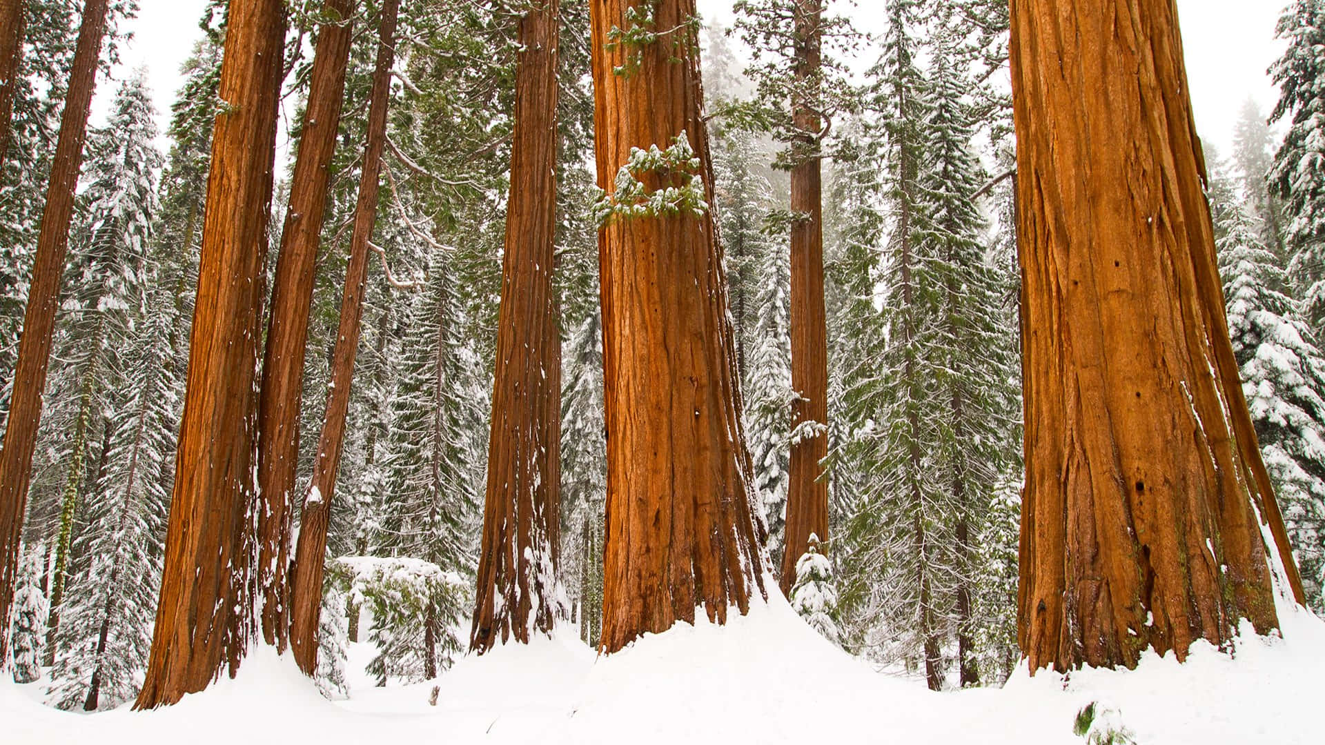 Redwood Trees 桌布 壁紙 — 高聳的紅杉樹在白雪覆蓋的森林中雄偉地矗立，白雪覆蓋了地面和樹枝。