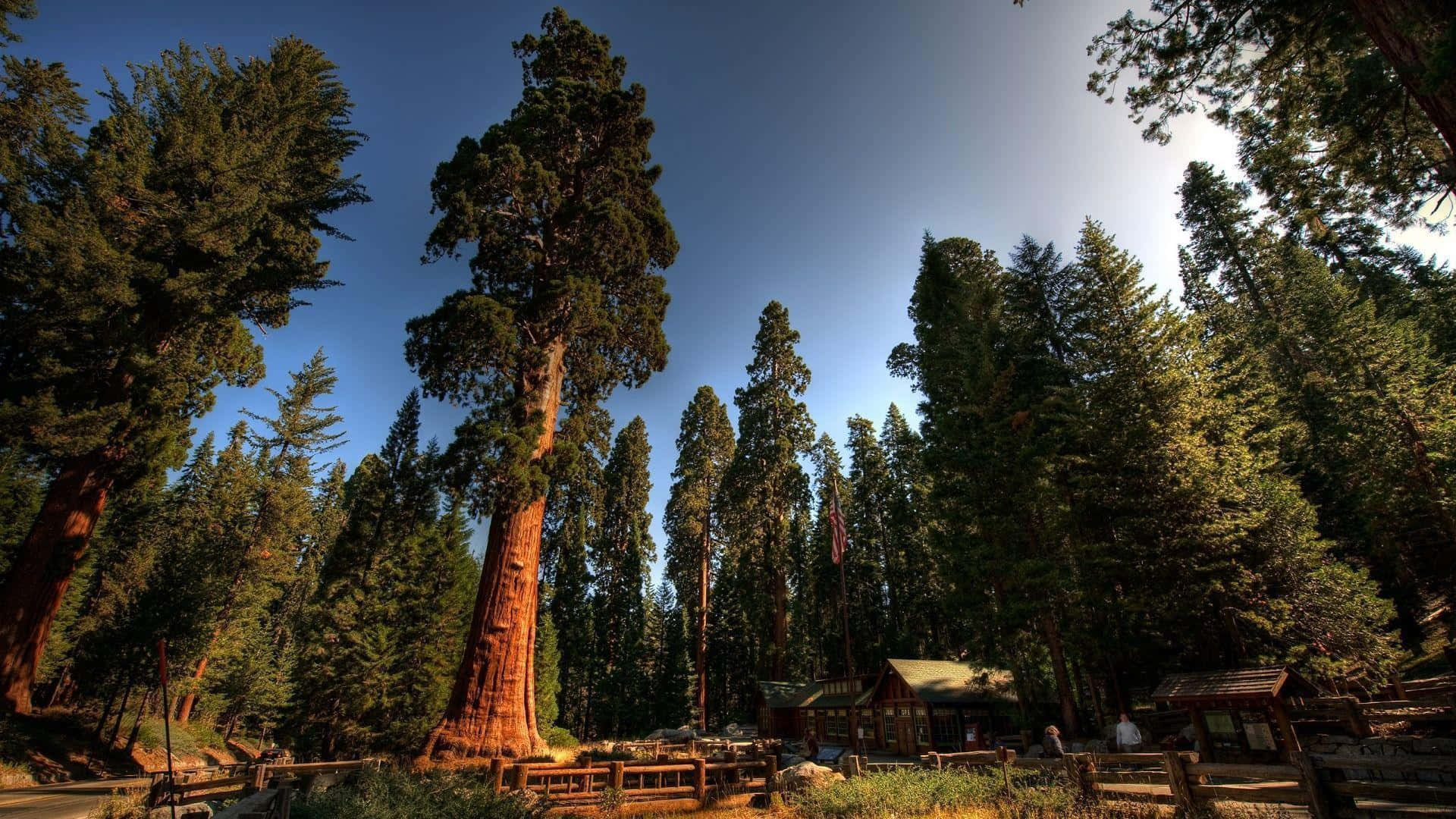 Redwood Trees 桌布 壁紙 — 高聳的紅杉樹帶有微紅的樹皮，在清澈的藍天下雄偉地矗立，陽光透過它們茂密的綠色樹冠灑落。