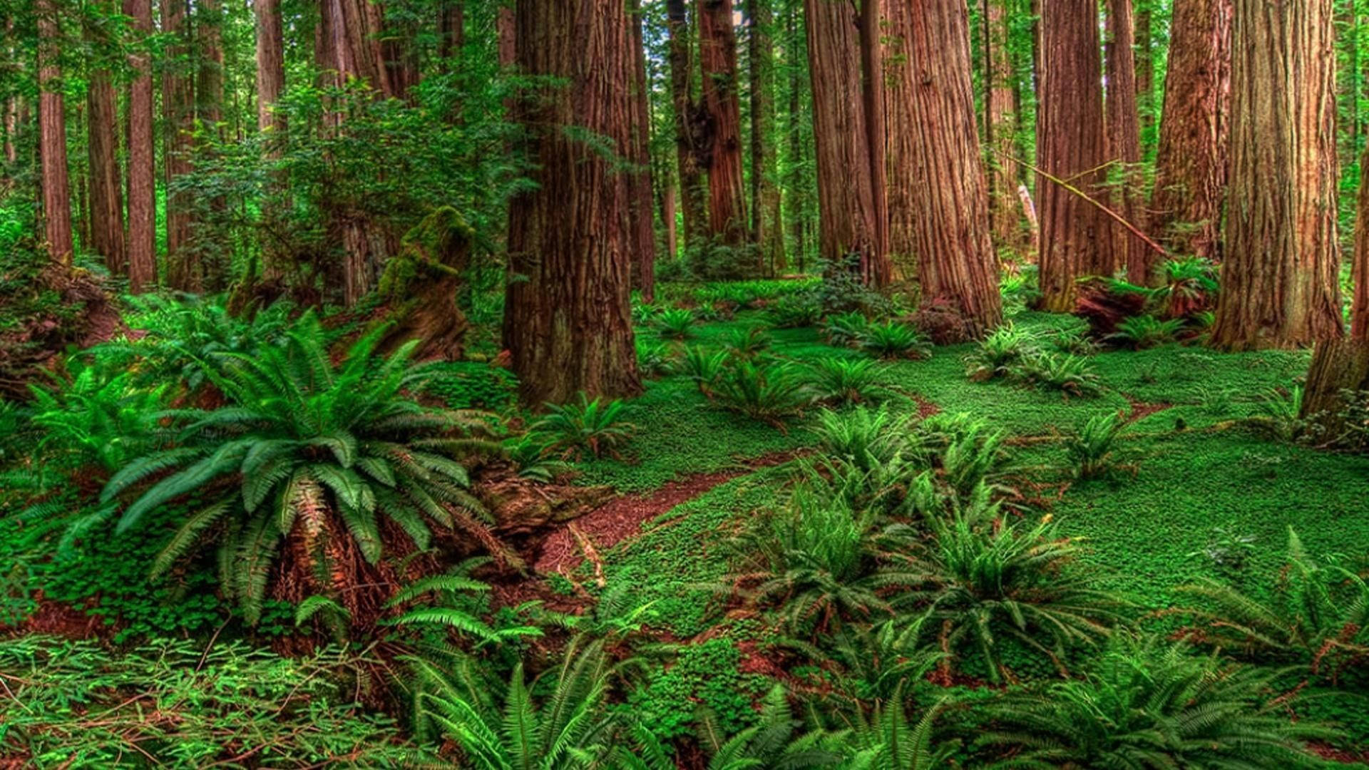 Redwood 桌布 壁紙 — 高聳的紅杉樹矗立在佈滿蕨類和苔蘚的茂密綠色森林地面上，陽光斑駁。