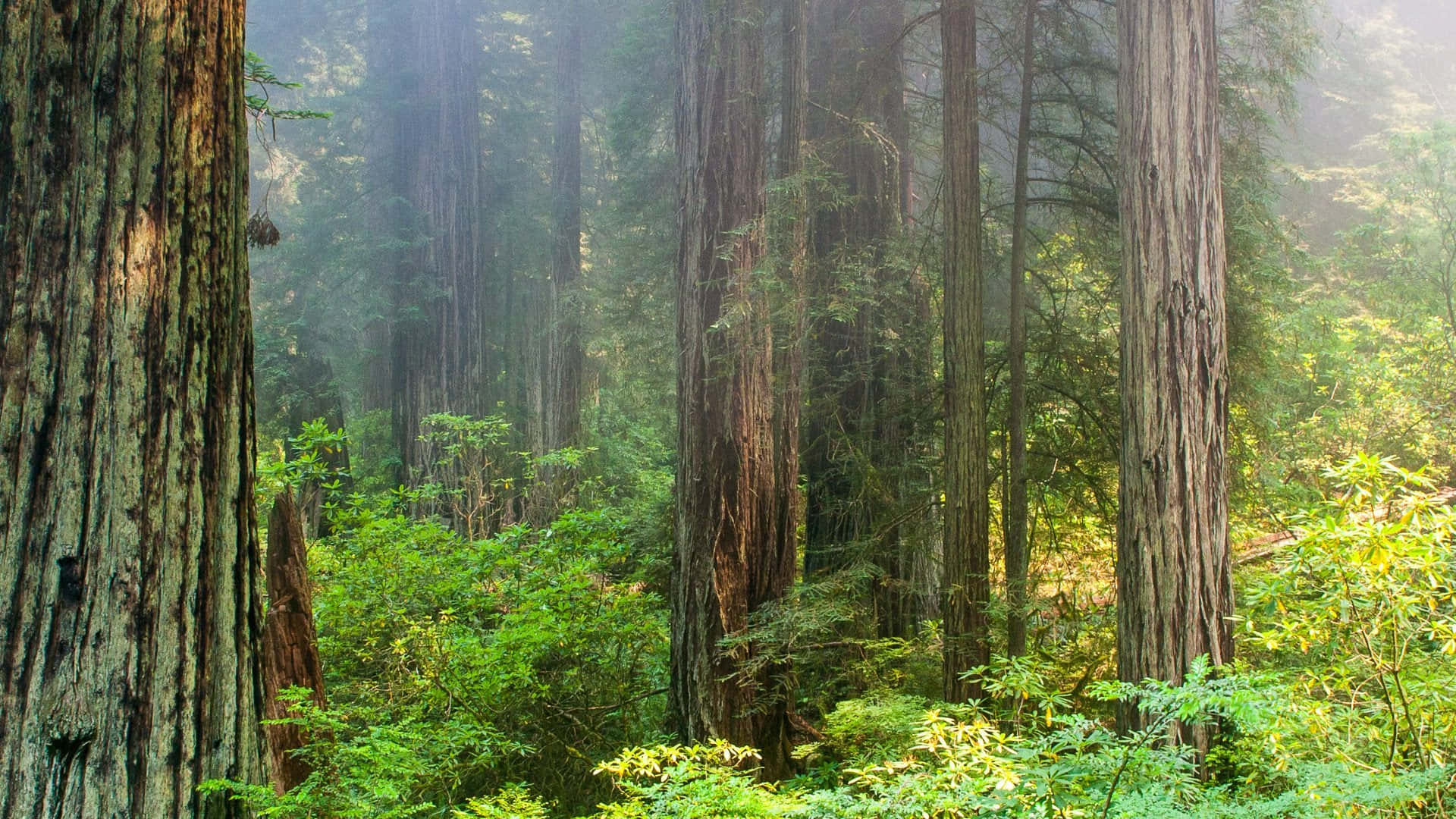 trees 桌布 壁紙 — 高聳的紅杉樹矗立在迷霧森林中，斑駁的陽光穿過茂密的綠色樹葉。