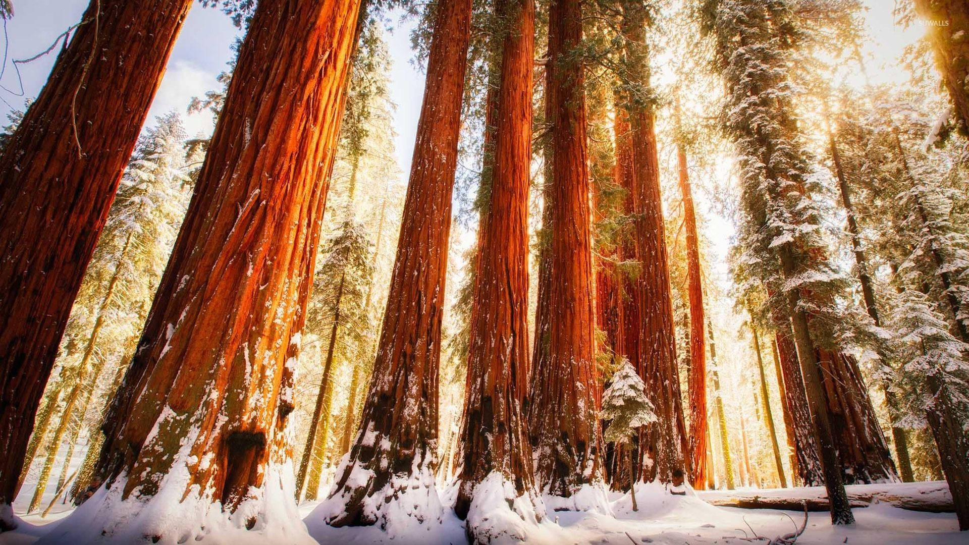 Redwood 桌布 壁紙 — 高聳的紅杉樹矗立在雪覆蓋的森林中，金色的陽光穿過它們的枝葉灑落。