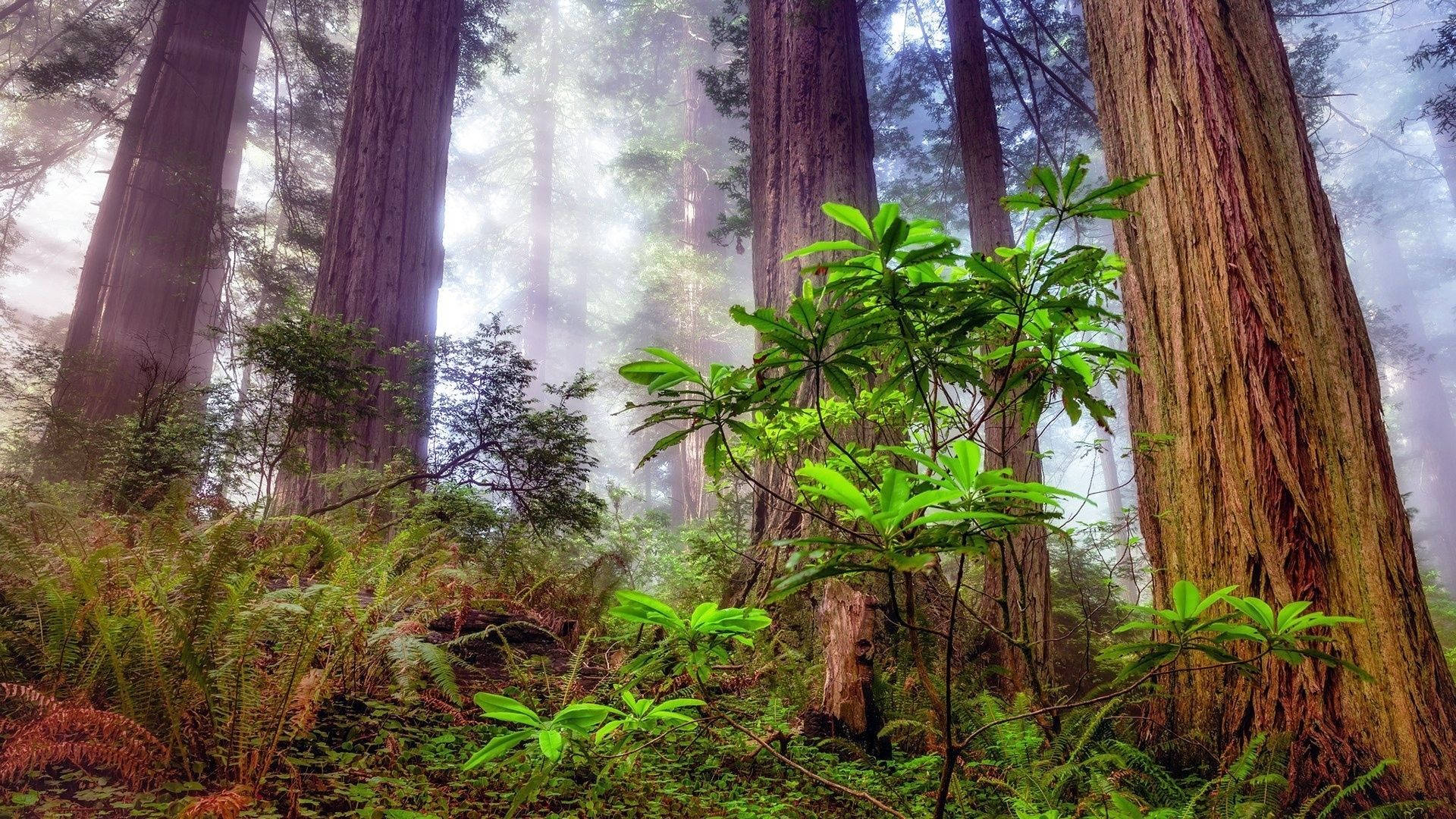 Redwood 桌布 壁紙 — 高聳的紅杉樹穿過霧氣瀰漫的森林地面，地面覆蓋著茂密的蕨類植物和充滿活力的綠色樹葉。