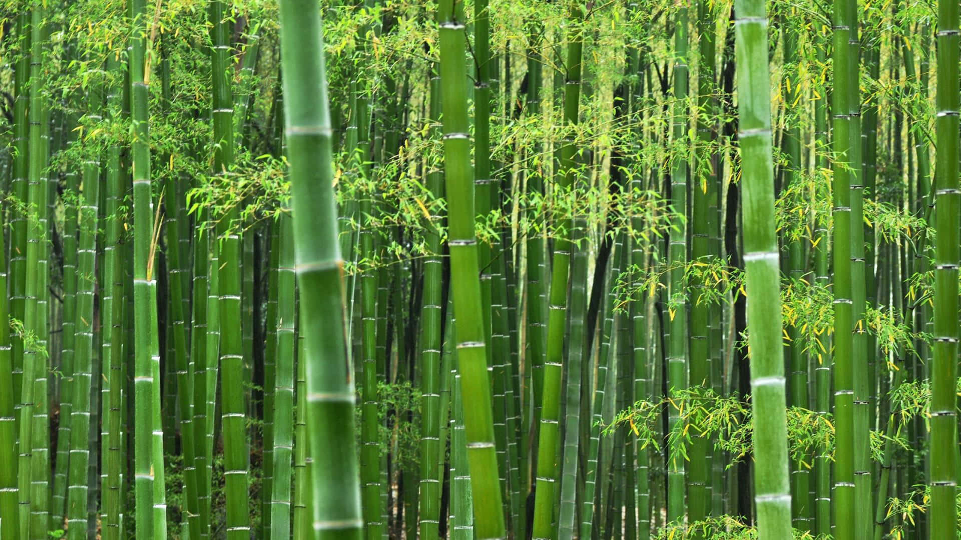 Bamboo 桌布 壁紙 — 高聳的綠色竹莖和新鮮的葉子形成茂密寧靜的森林樹冠。