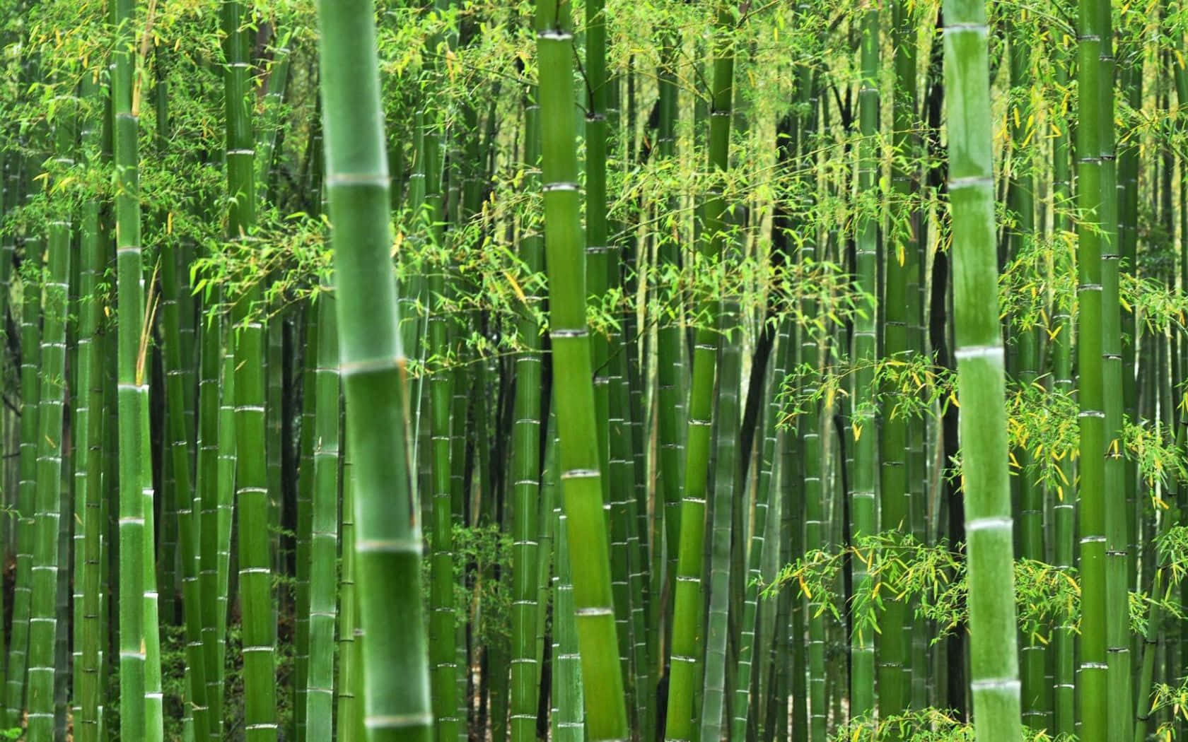 Green Bamboo 桌布 壁紙 — 高聳的綠色竹莖和新鮮葉子形成茂密寧靜的森林樹冠。