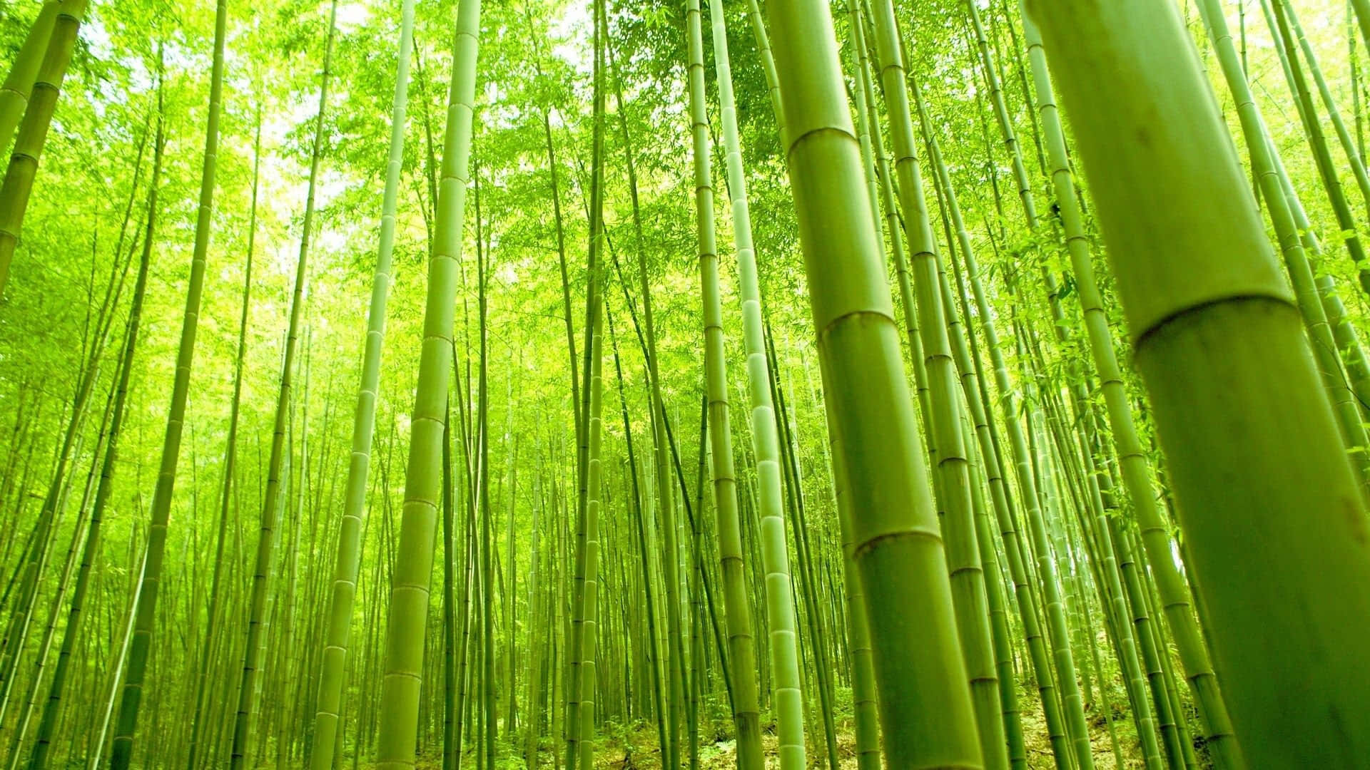 Green Bamboo 桌布 壁紙 — 高聳的綠色竹莖在沐浴在明亮陽光下的茂密森林樹冠中向上伸展。