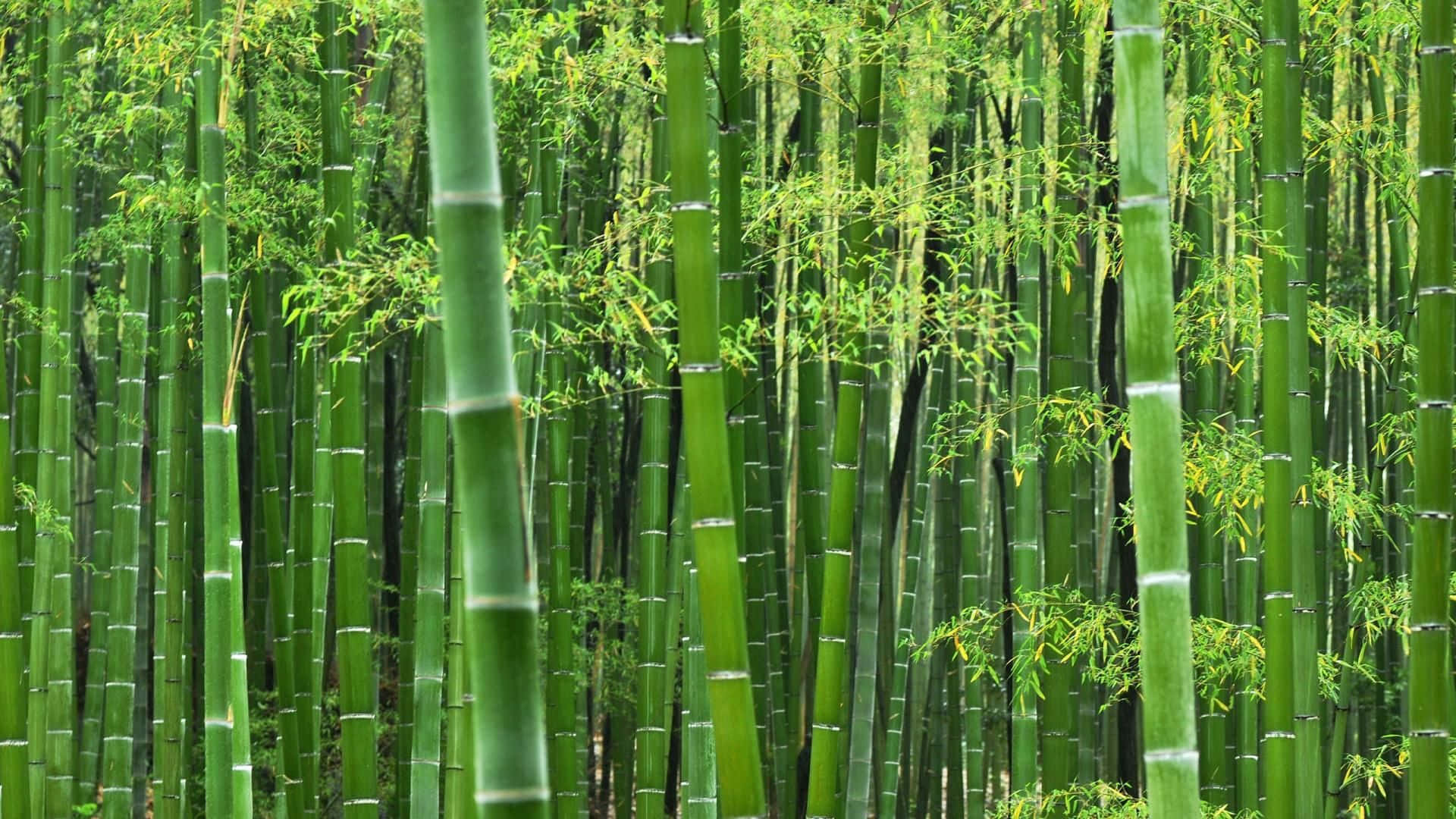 Chinese Bamboo 桌布 壁紙 — 高聳的綠色竹莖在陽光明媚的森林中密集生長，營造出寧靜的自然天篷。