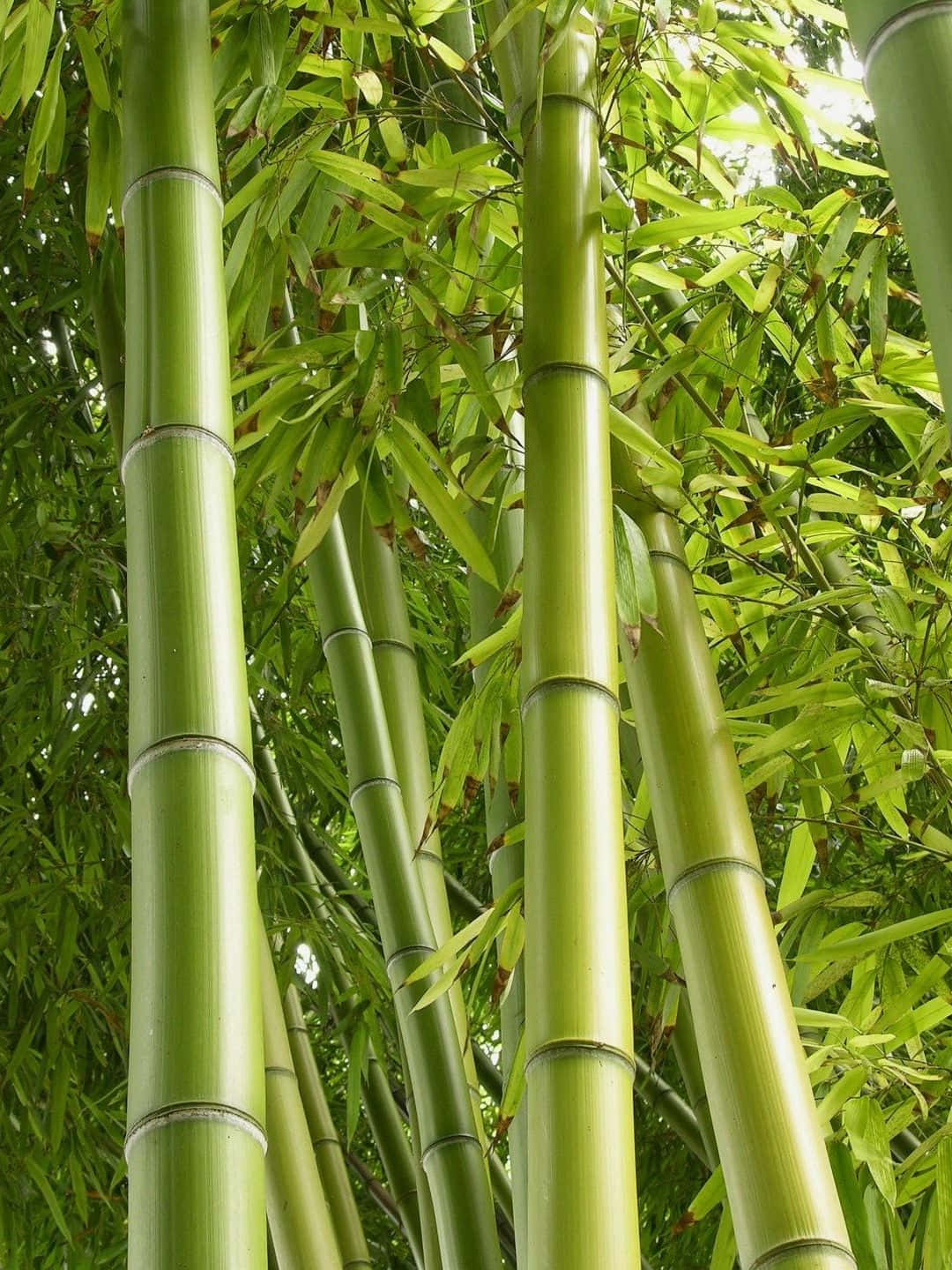 Bamboo Tree 桌布 壁紙 — 高聳的綠色竹莖搭配鮮豔的葉子，形成茂密、陽光斑駁的森林樹冠。