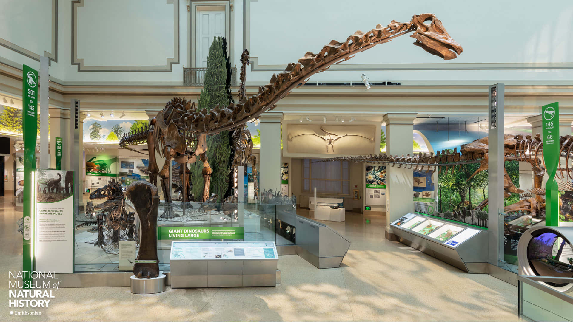 Museum 桌布 壁紙 — 高聳的腕龍骨架主宰著一個明亮的博物館大廳，內有玻璃陳列櫃和資訊顯示屏。