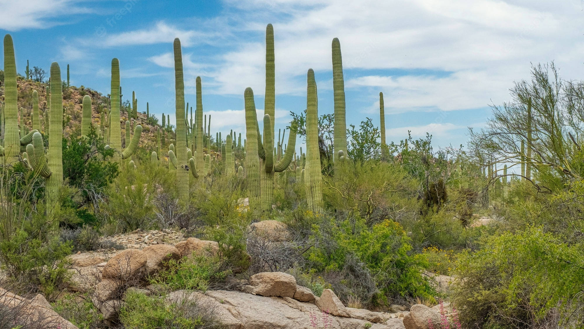 Arizona 桌布 壁紙 — 高聳的薩瓜羅仙人掌從岩石沙漠地形中升起，在明亮的藍天和散落的雲朵下。