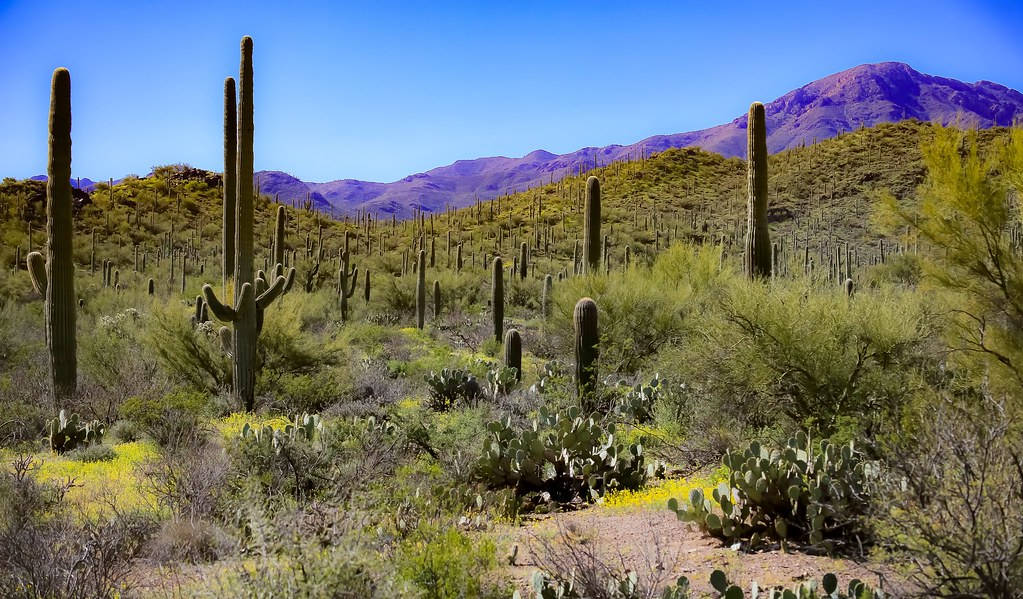Arizona 桌布 壁紙 — 高聳的薩瓜羅仙人掌從陽光照耀的沙漠地面升起，點綴著綠色灌木和黃色野花，在晴朗的藍天下，遠處有紫色的山脈。