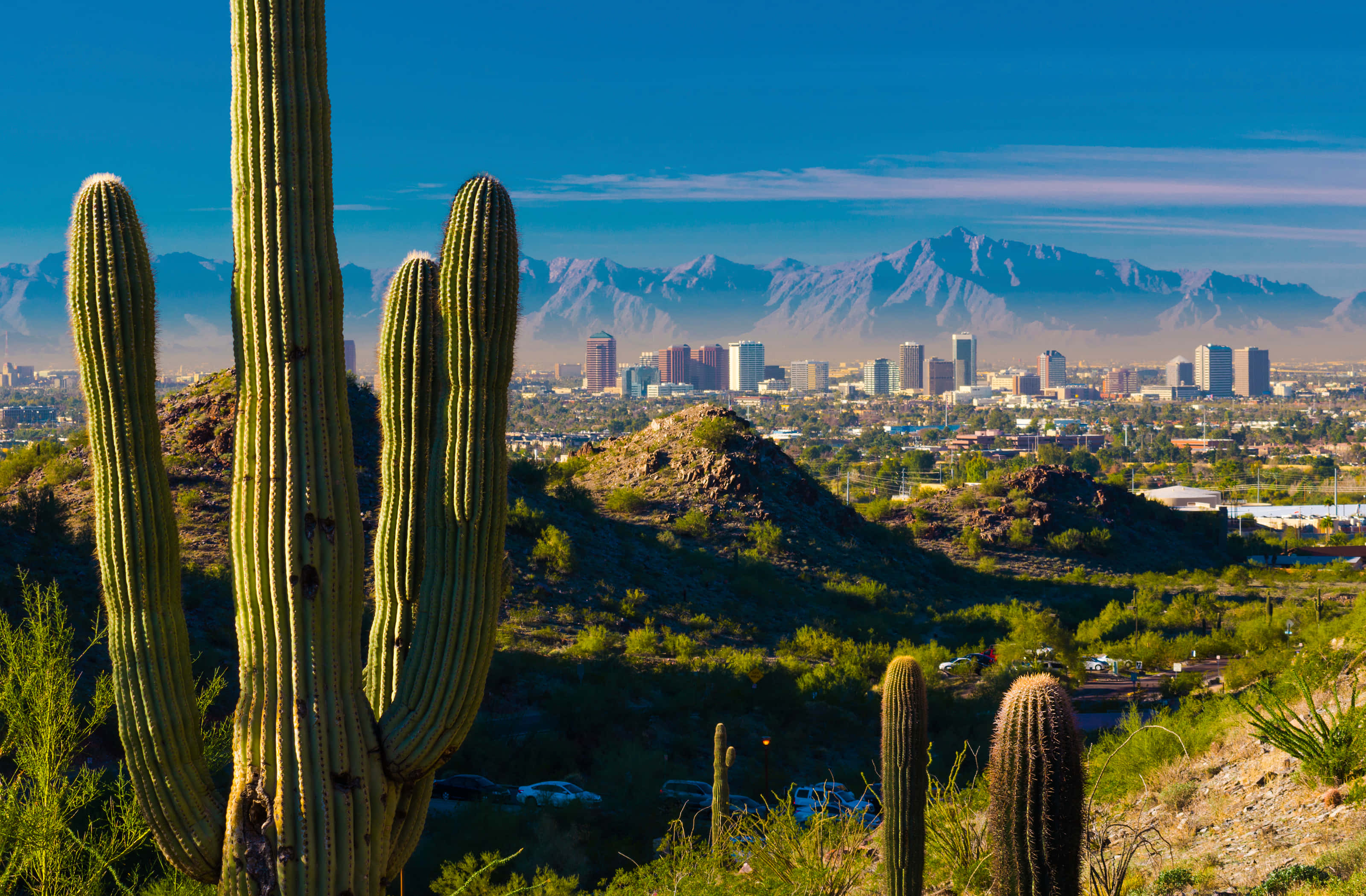 Phoenix Arizona 桌布 壁紙 — 高聳的薩瓜羅仙人掌框住一片廣闊的沙漠城市景觀，遠方有白雪覆蓋的山脈，天空清澈湛藍。