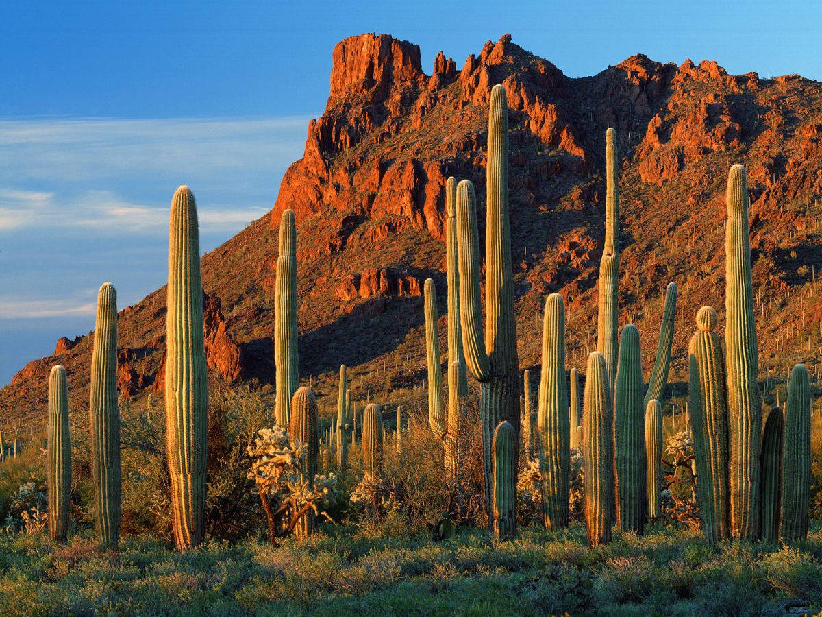 Arizona 桌布 壁紙 — 高聳的薩瓜羅仙人掌矗立在沙漠前景，崎嶇的紅色岩層沐浴在金色的日落光芒中。