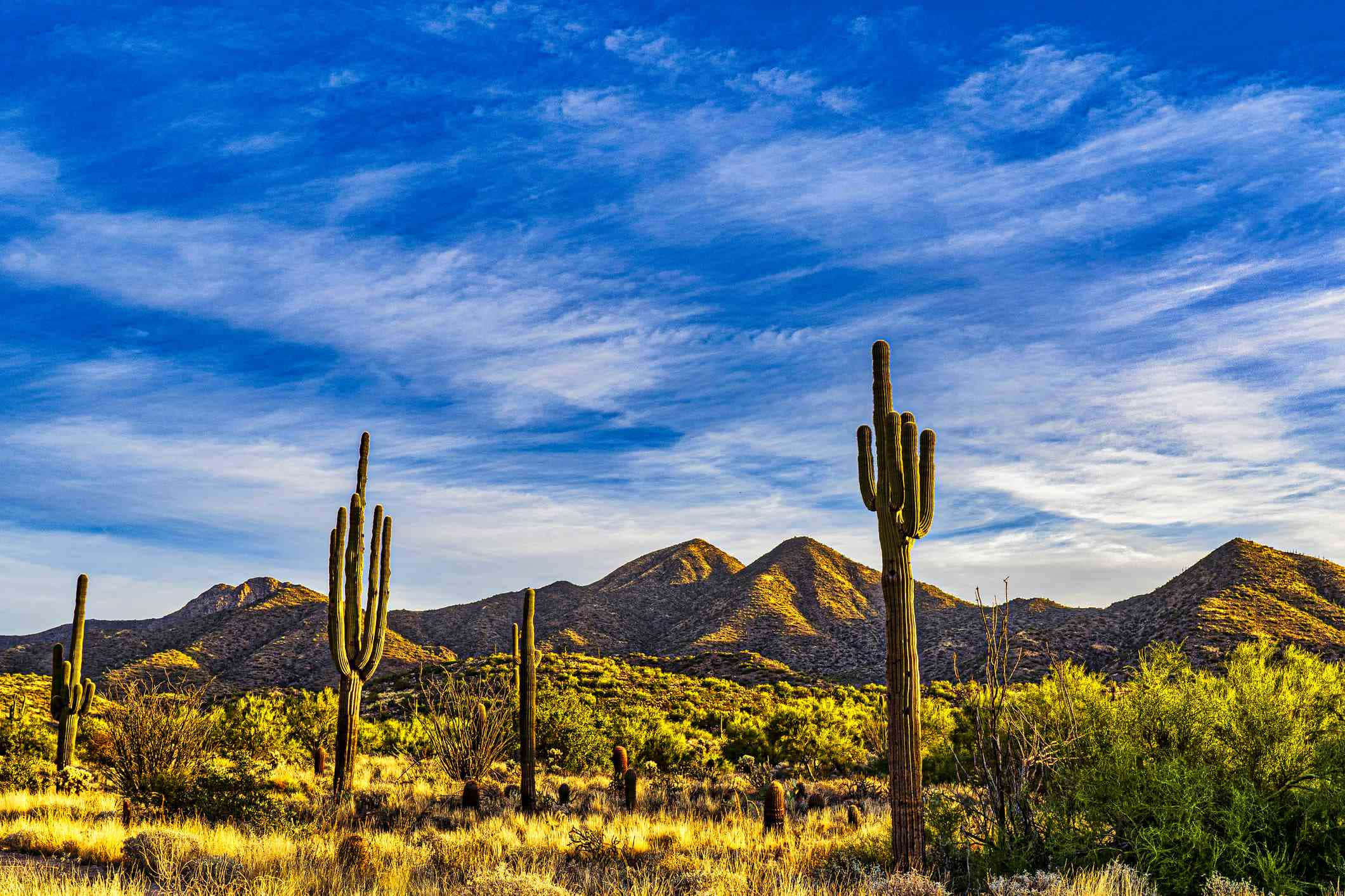 Arizona 桌布 壁紙 — 高聳的薩瓜羅仙人掌矗立在陽光明媚的沙漠前景，背景是連綿起伏的山脈，上方是湛藍的天空，點綴著縷縷薄雲。