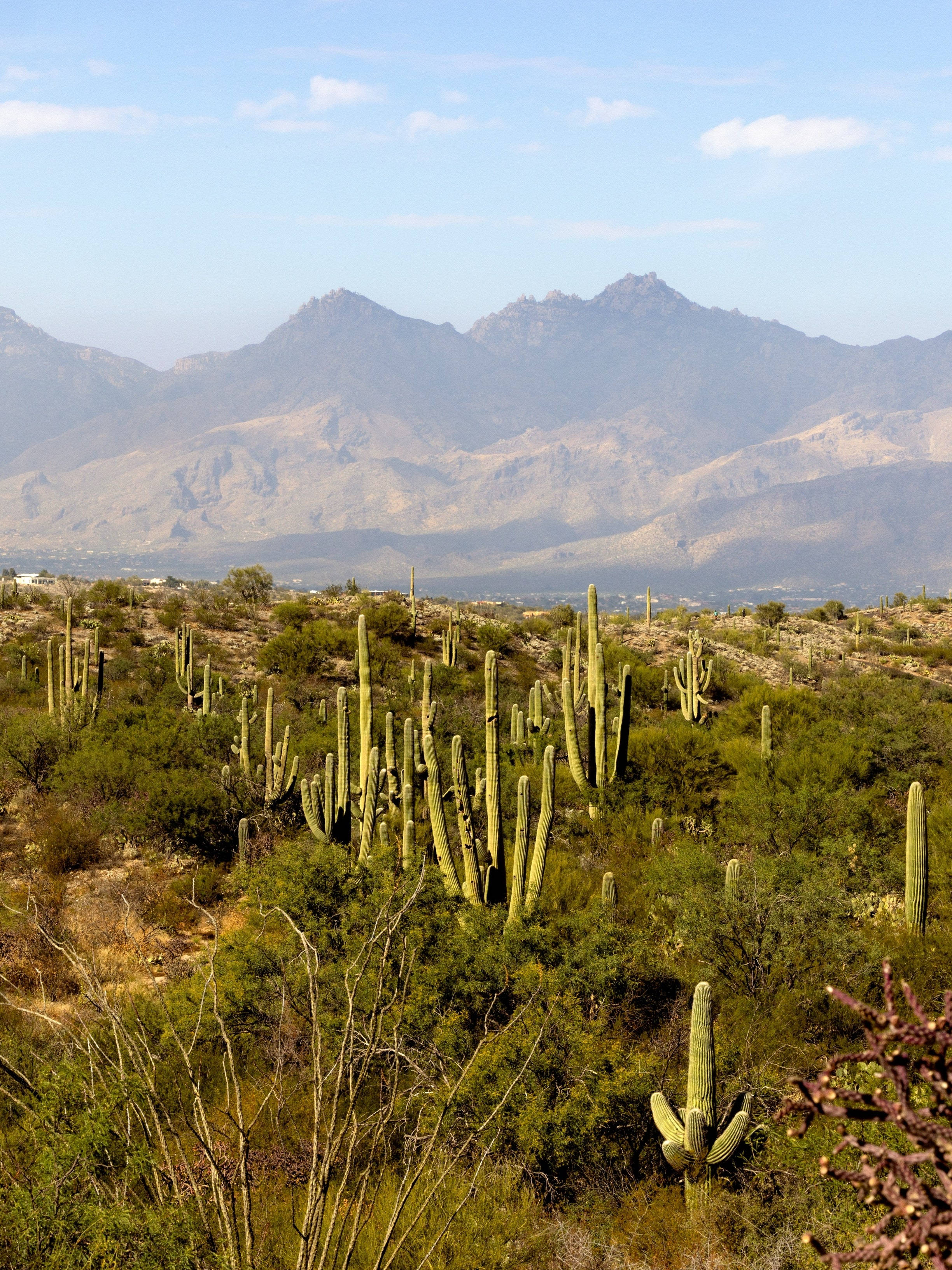 Arizona 桌布 壁紙 — 高聳的薩瓜羅仙人掌點綴著陽光明媚的沙漠灌木叢，遠處崎嶇的山脈在淡藍色的天空下。