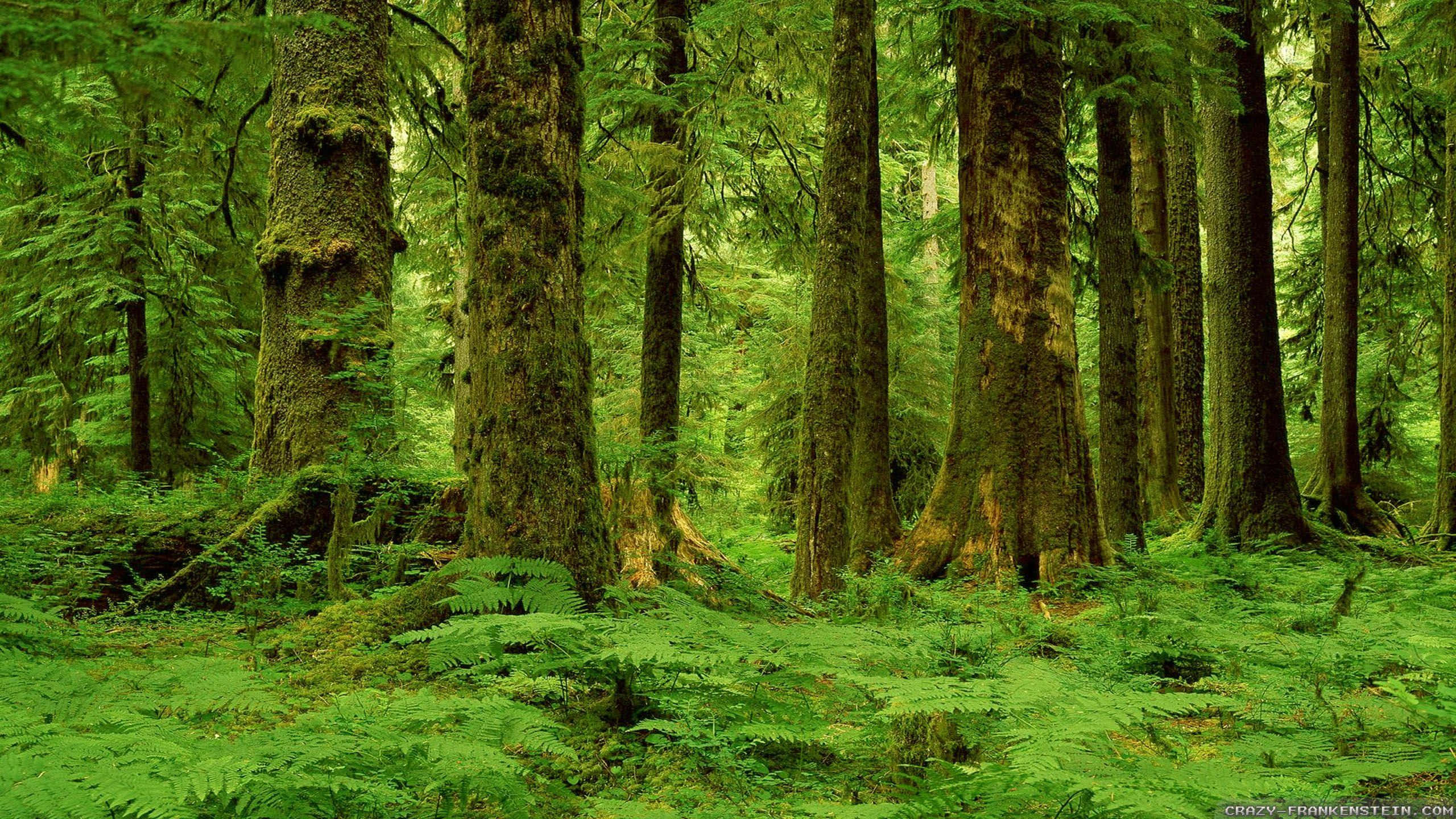 Forest Conservation 桌布 壁紙 — 高聳的長滿苔蘚的樹木穿過長滿蕨類植物和斑駁陽光的茂密綠色森林地面。