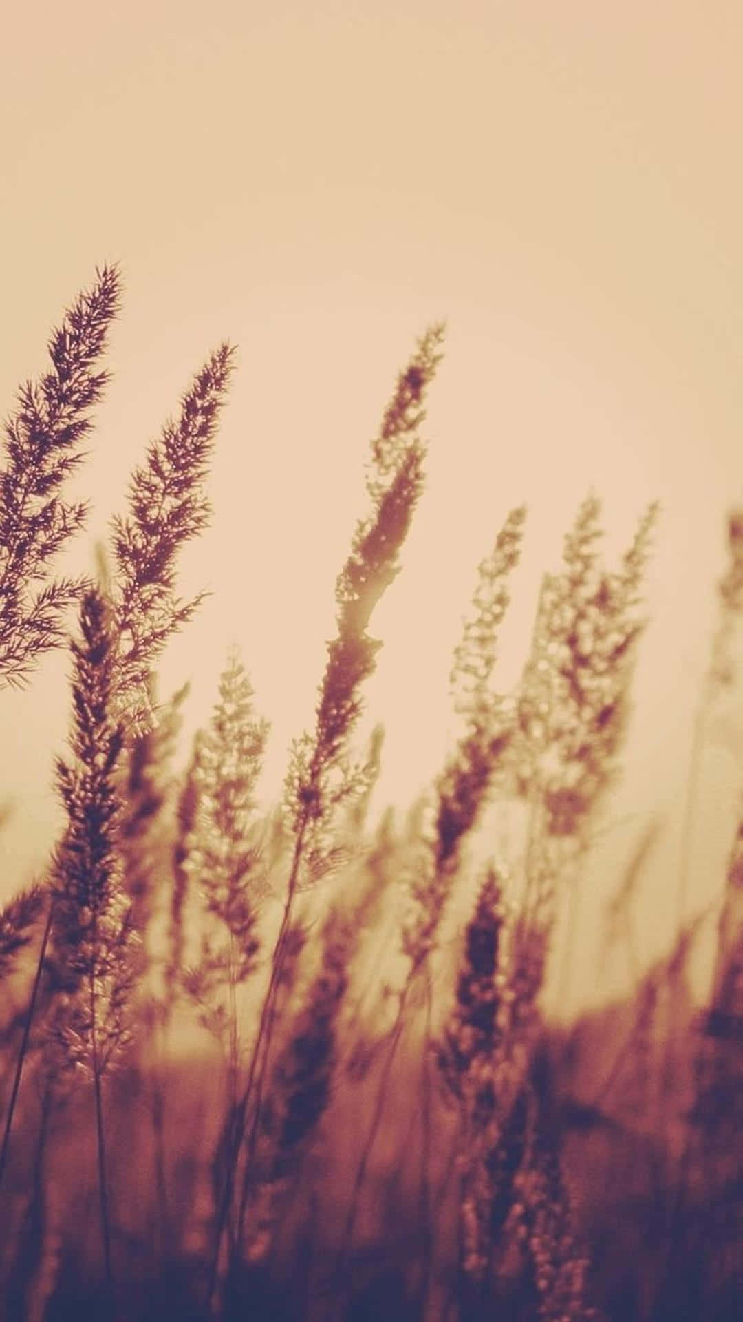 Vintage Aesthetic Plant 桌布 壁紙 — 高高的草在溫暖的金色天空下輕輕搖曳，構成寧靜的日落場景。