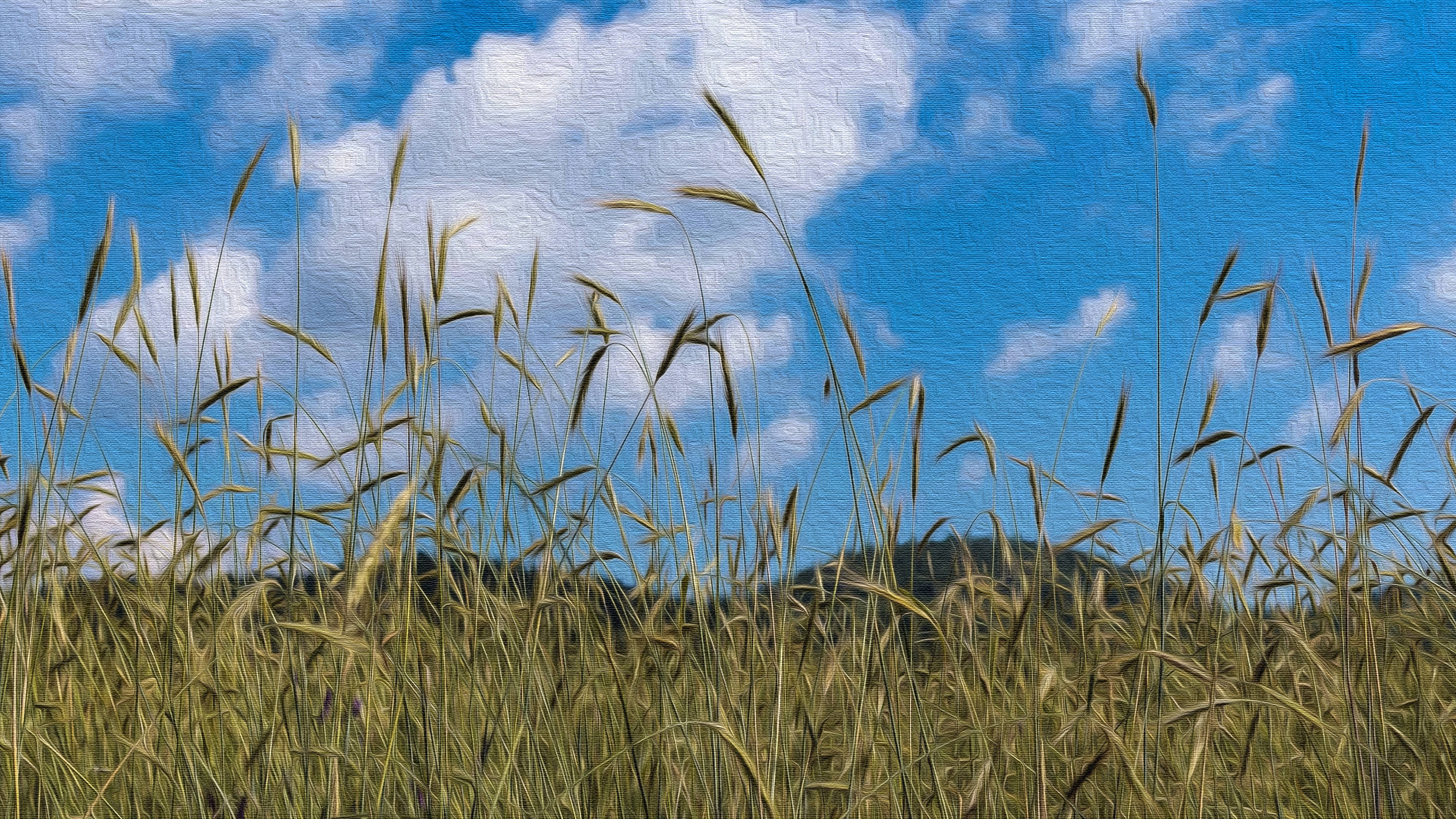 Landscapes 桌布 壁紙 — 高高的金色草在充滿活力的藍天中輕輕搖曳，點綴著蓬鬆的白雲。