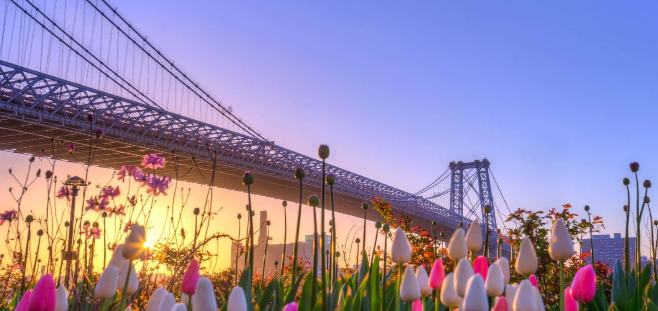 2280x1080 桌布 壁紙 — 鬱金香在前景盛開，夕陽在曼哈頓大橋後落下，為鋼結構披上溫暖的光芒。